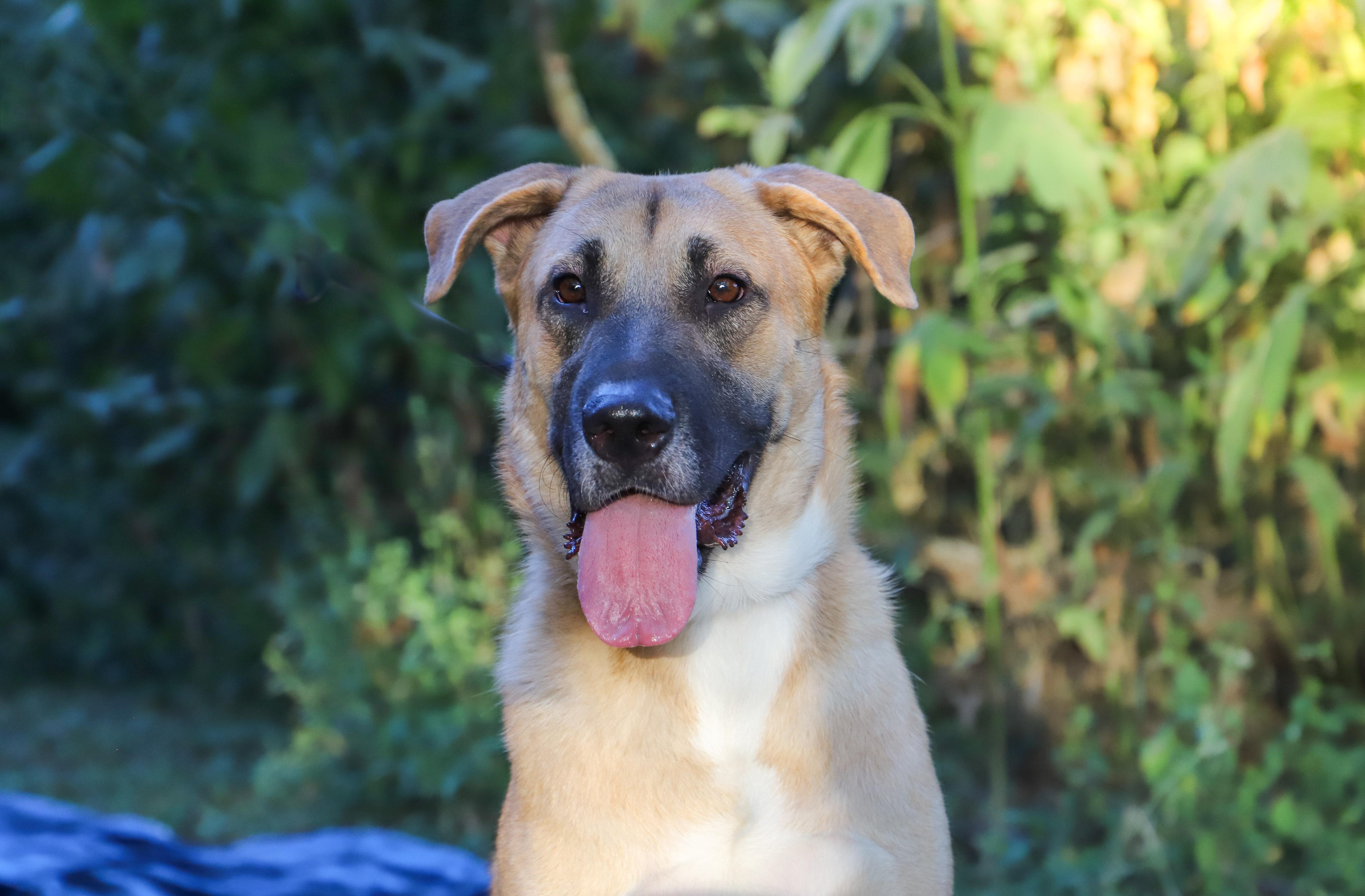 Bernard, Adoptable, Young Male Mixed Breed.