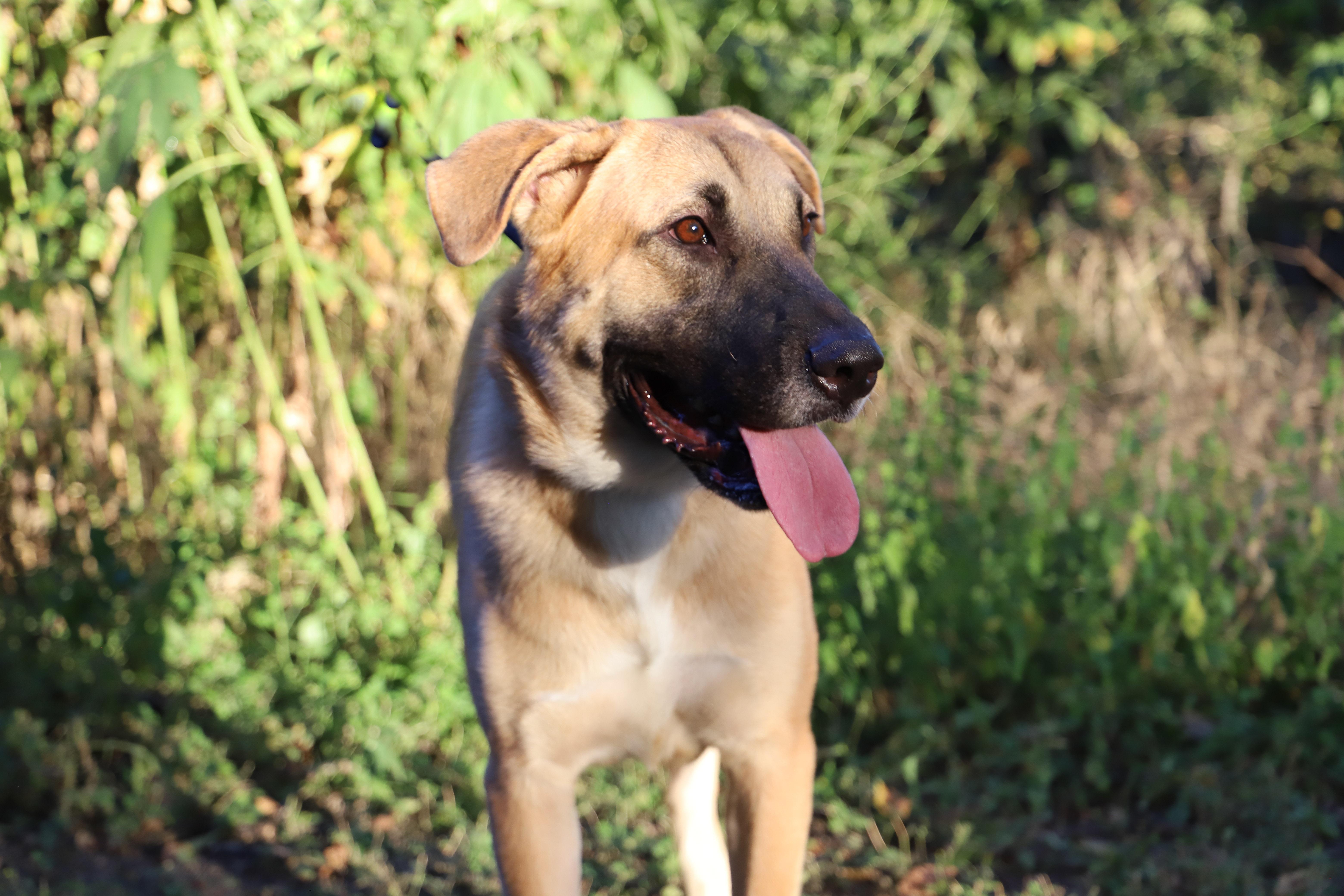 Enlarge Bernard, a Adoptable Mixed Breed in ROWLETT, TX image 2/5
