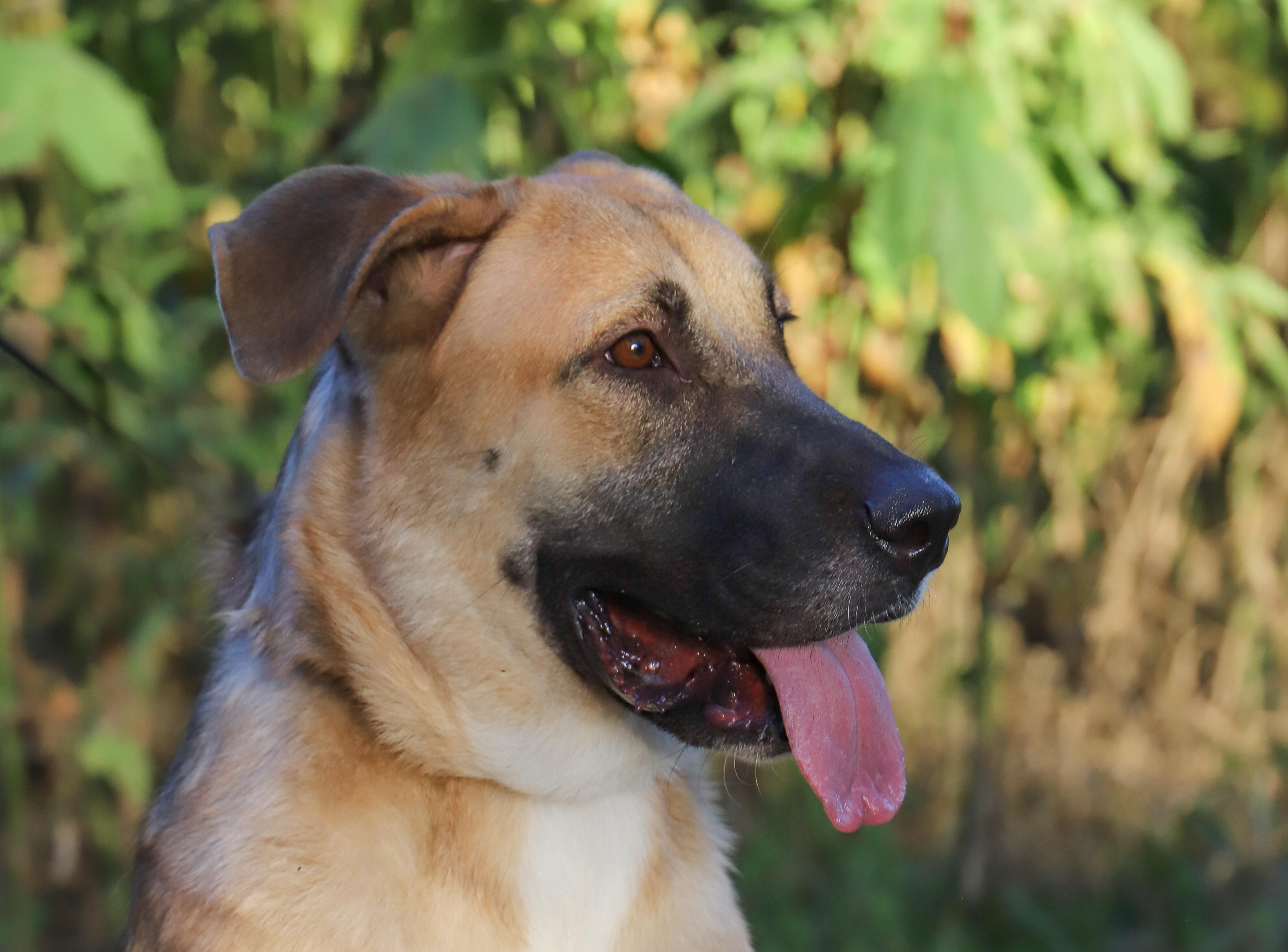 Enlarge Bernard, a Adoptable Mixed Breed in ROWLETT, TX image 3/5
