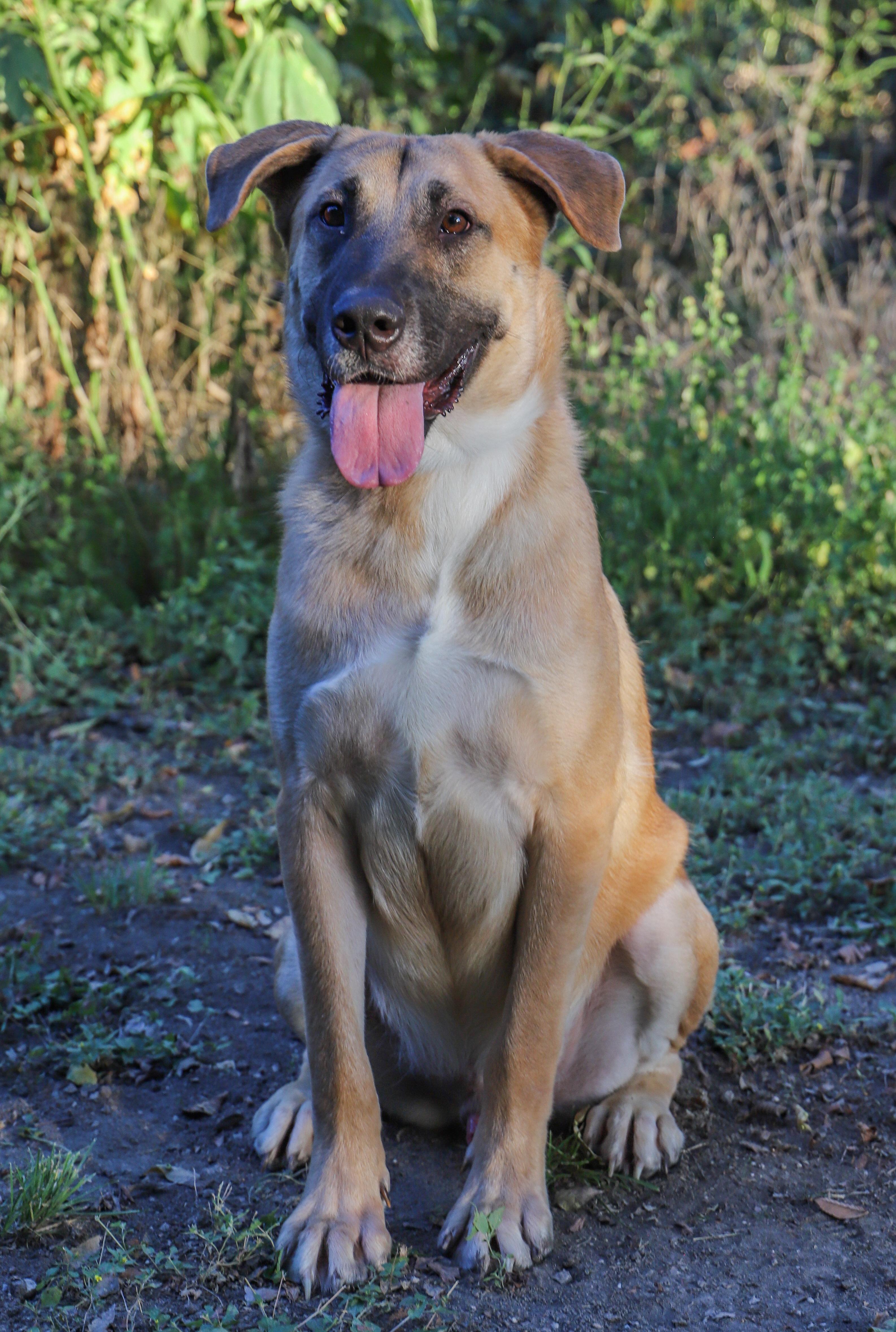 Enlarge Bernard, a Adoptable Mixed Breed in ROWLETT, TX image 4/5