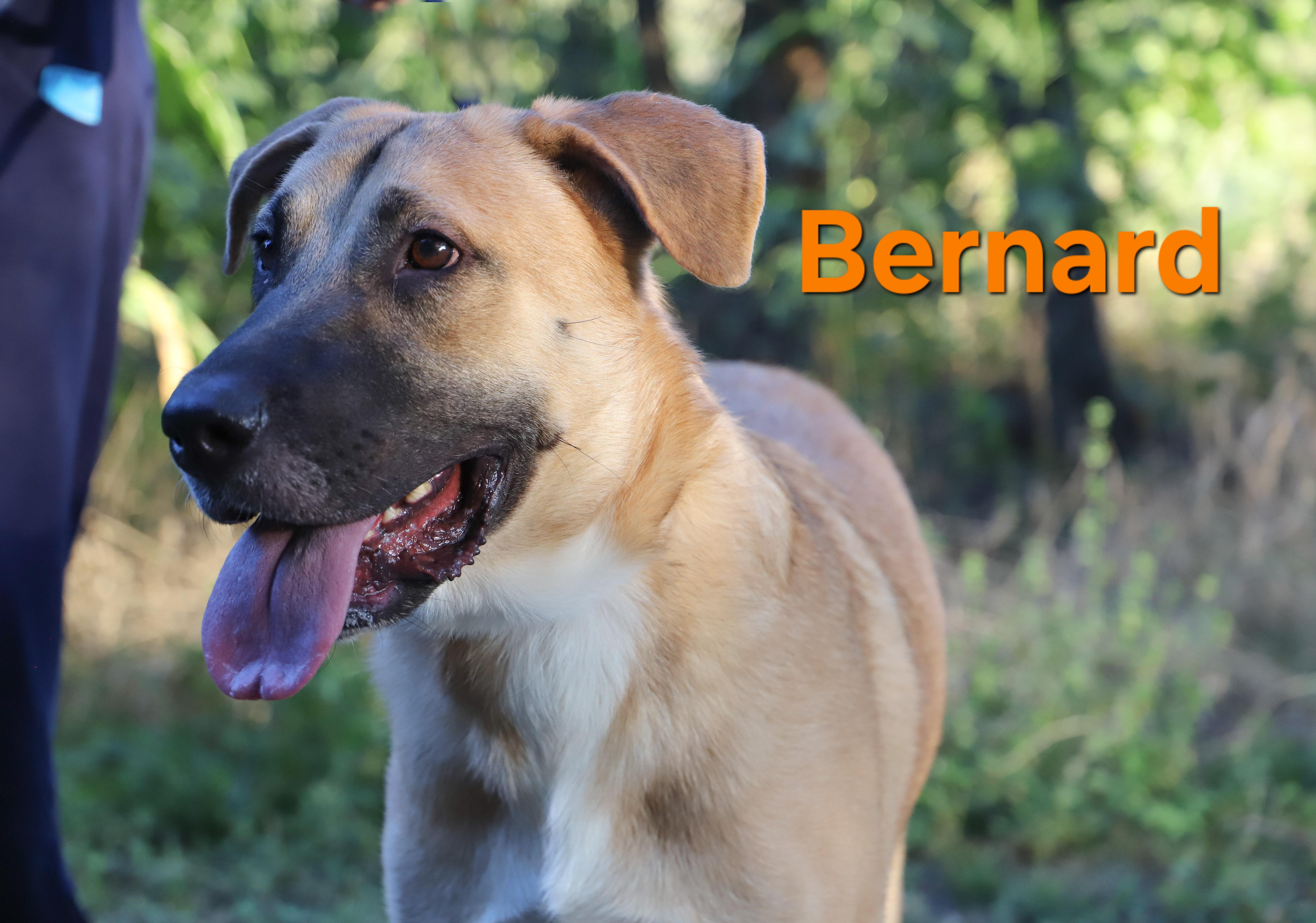 Enlarge Bernard, a Adoptable Mixed Breed in ROWLETT, TX image 5/5