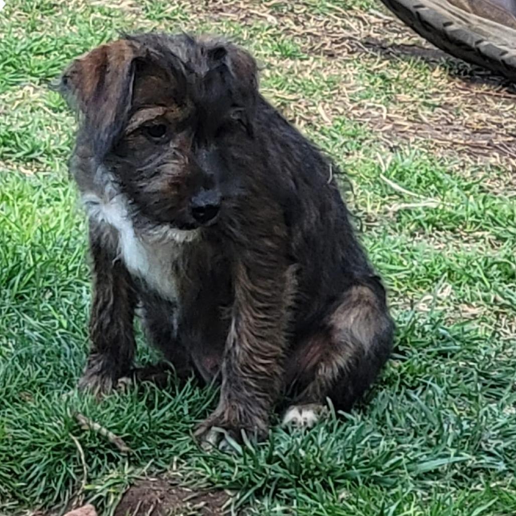 RubyLou, Adoptable, Puppy Female Yorkshire Terrier.