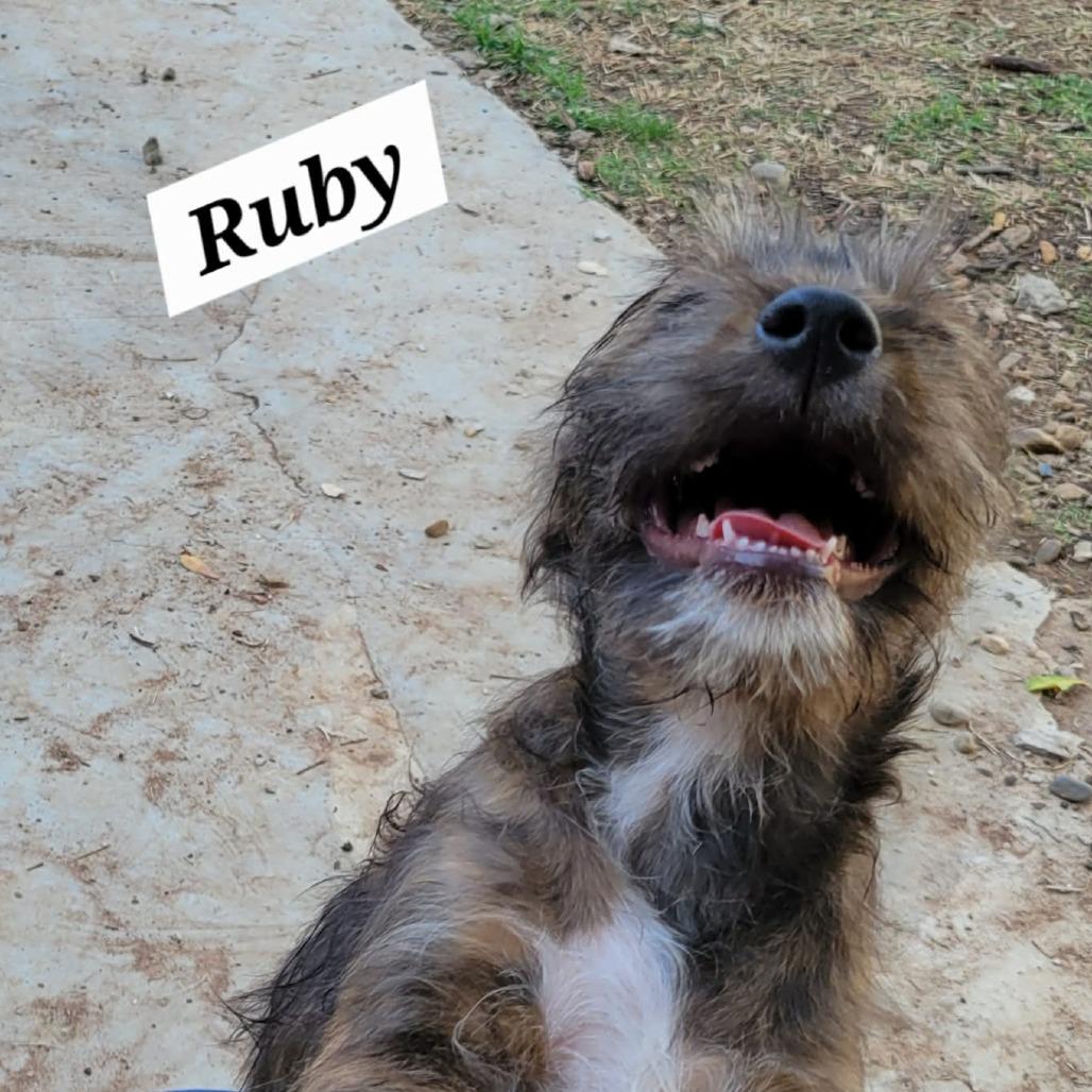 Enlarge RubyLou, a Adoptable Yorkshire Terrier in Loves Park, IL image 3/3