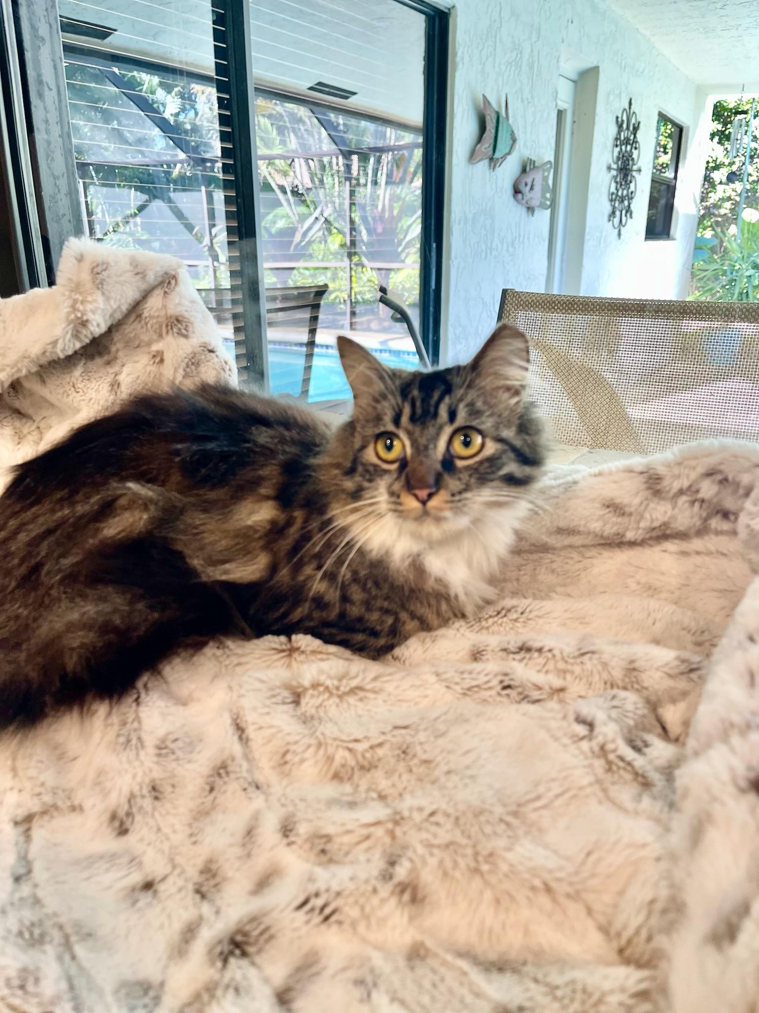 Rhea & Rory BONDED, an adopted mixed breed in Salem, NH image 3/5