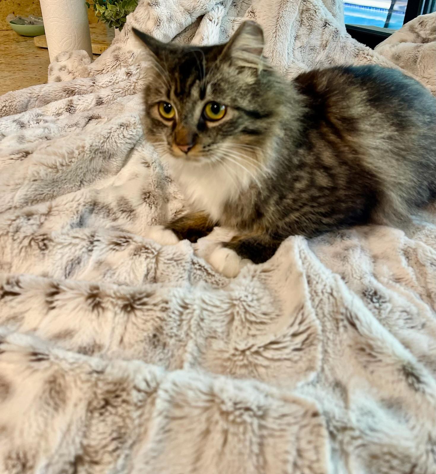 Rhea & Rory BONDED, an adopted mixed breed in Salem, NH image 4/5