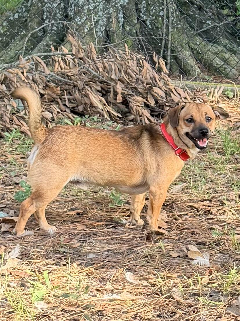 Simon, a ADOPTABLE mixed breed in Baker, LA image 3/6