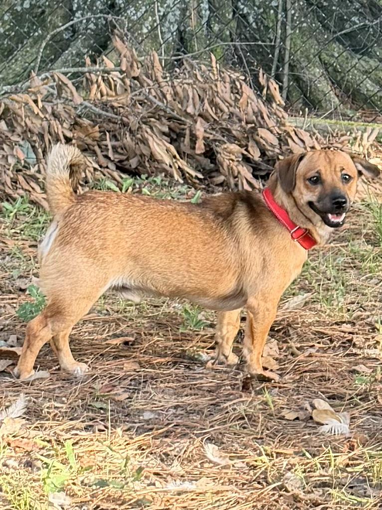 Simon, a ADOPTABLE mixed breed in Baker, LA image 5/6