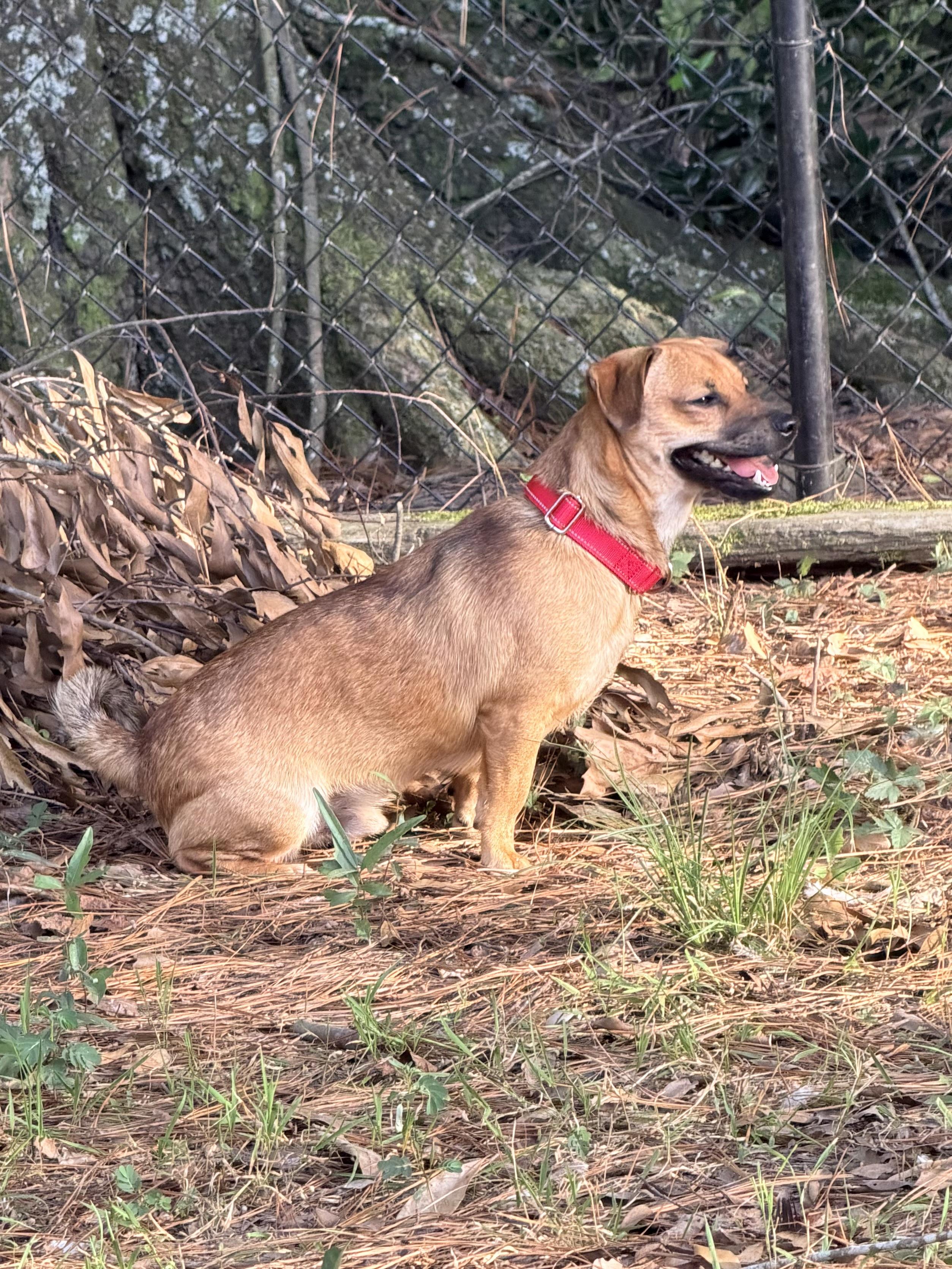 Simon, a ADOPTABLE mixed breed in Baker, LA image 4/6