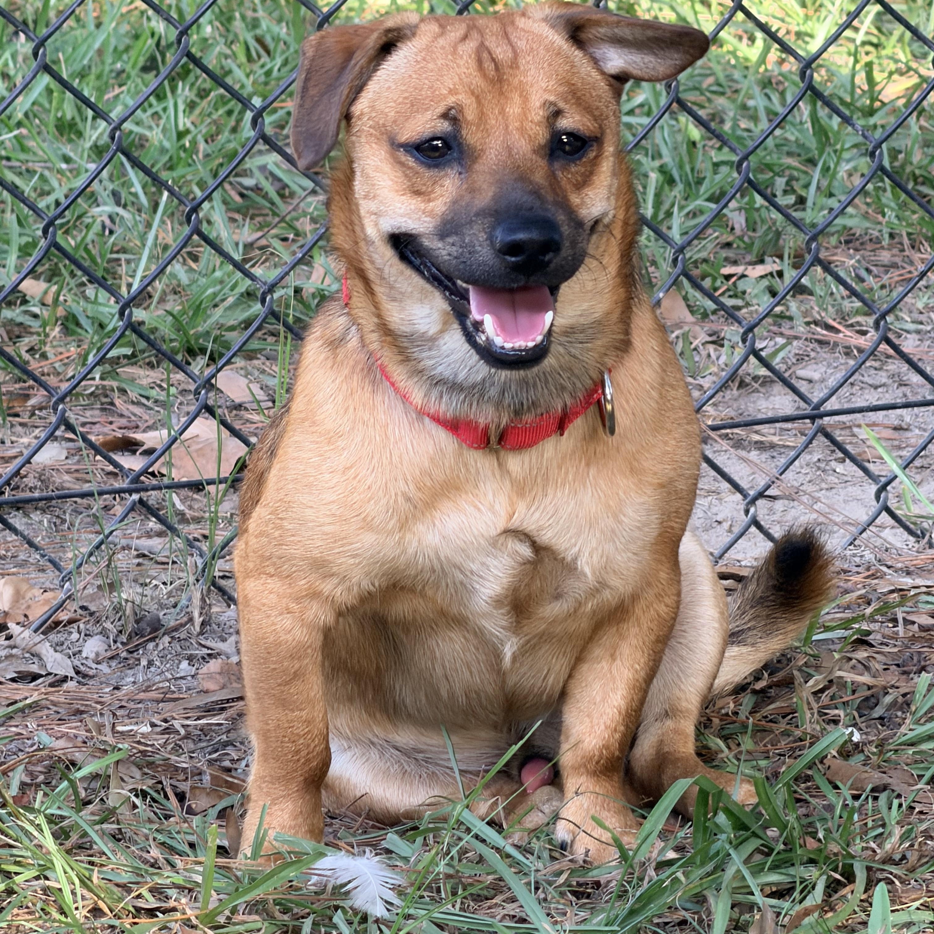 Simon, a ADOPTABLE mixed breed in Baker, LA image 6/6