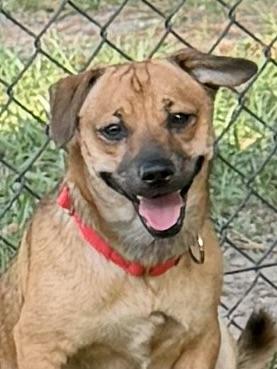 Simon, a ADOPTABLE mixed breed in Baker, LA image 1/6