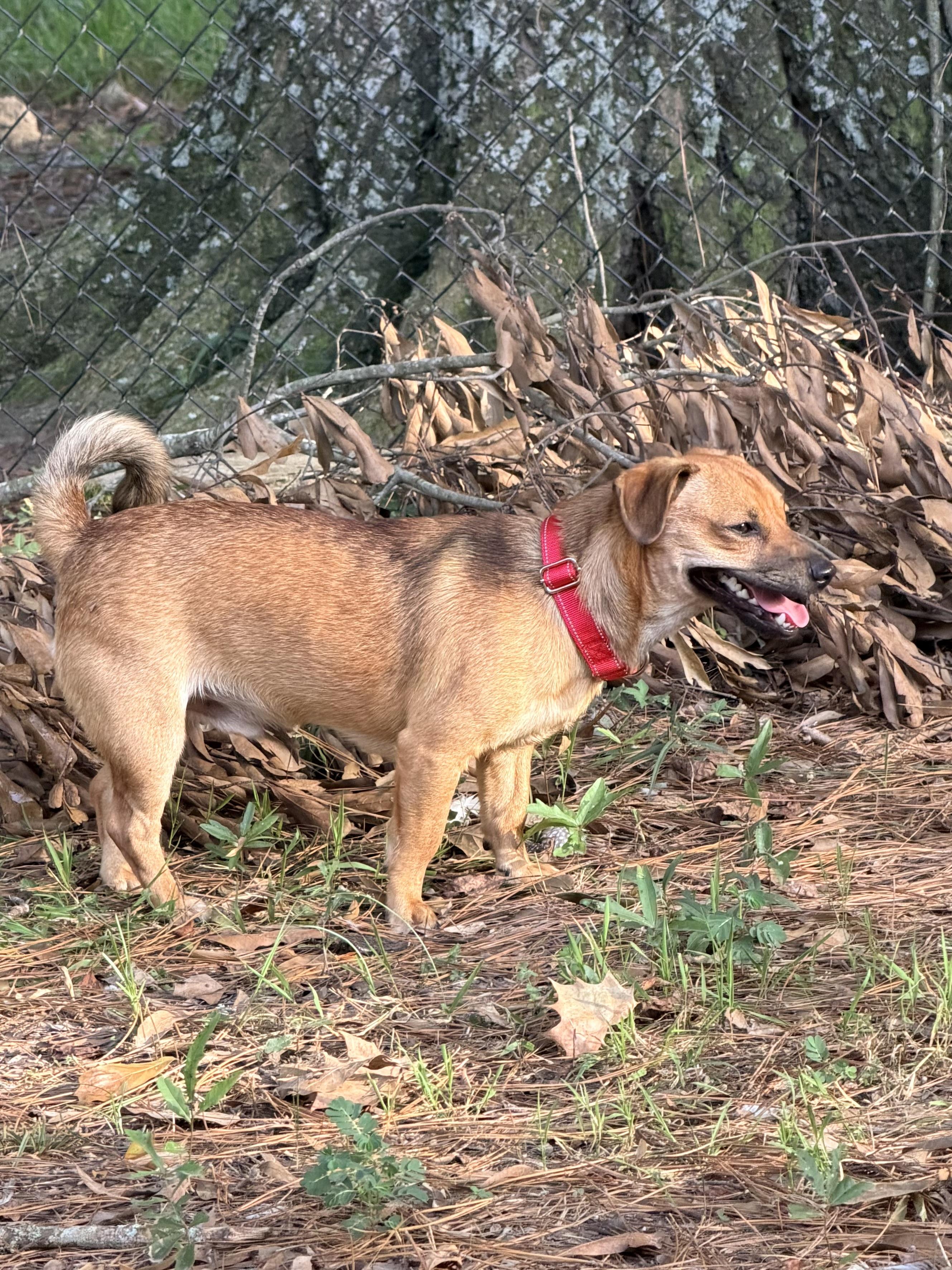 Simon, a ADOPTABLE mixed breed in Baker, LA image 2/6