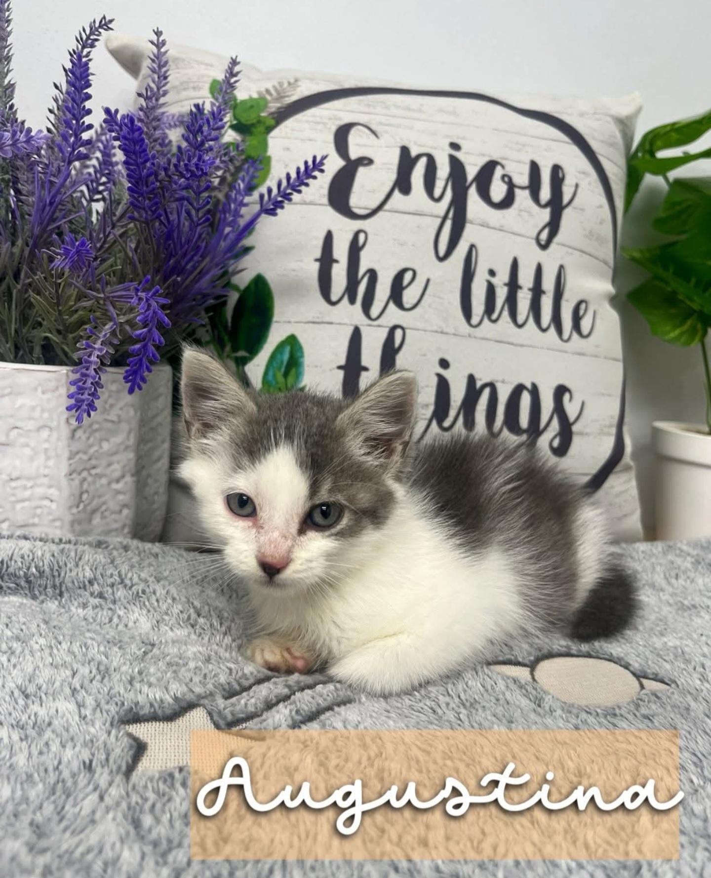 Augustine - Sweet and affectionate