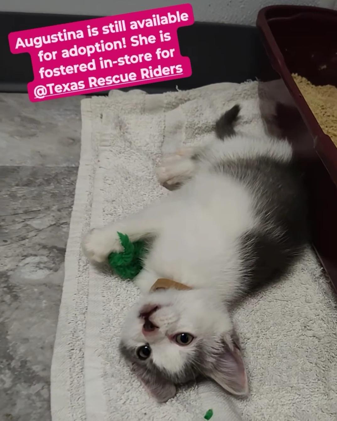 Augustine - Sweet and affectionate