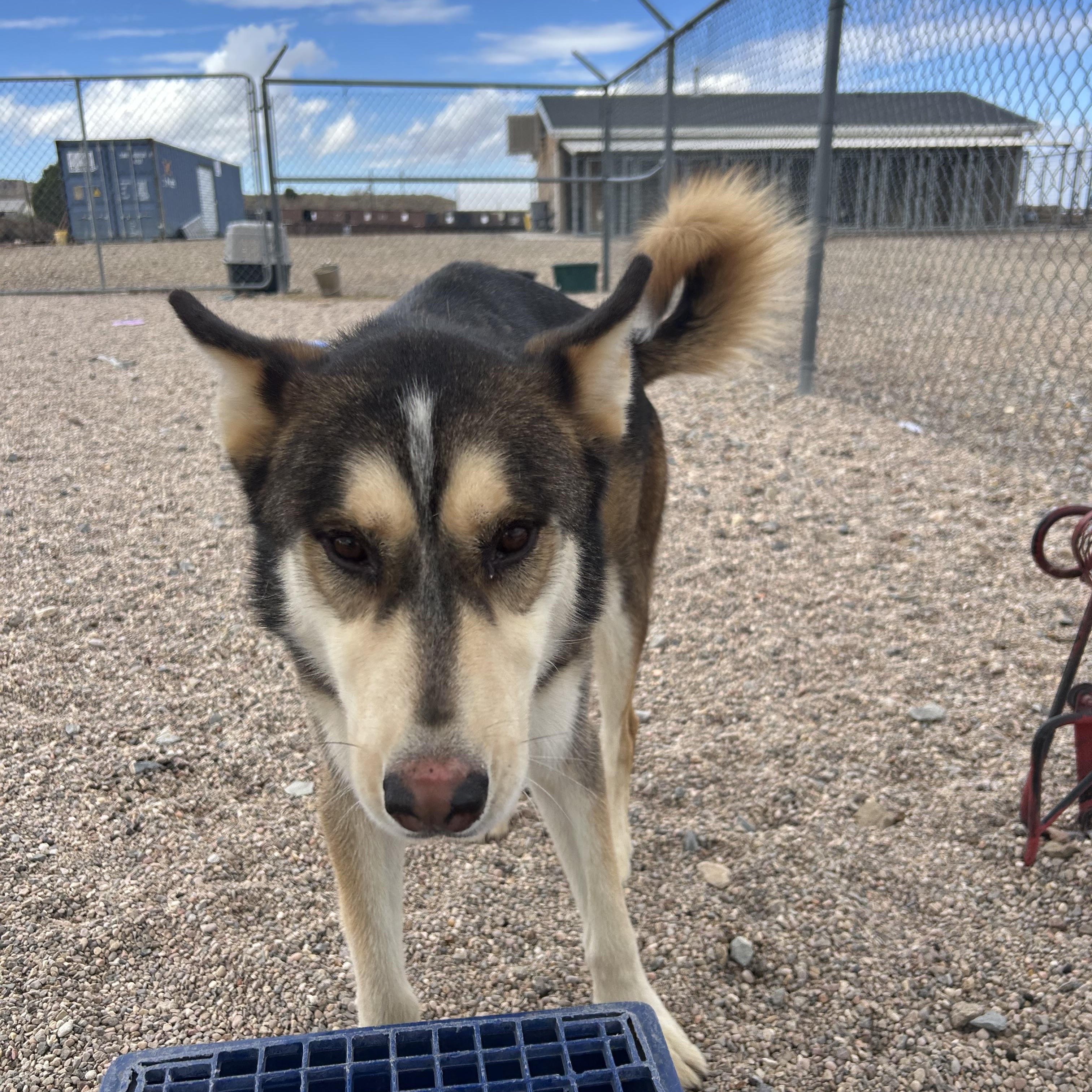 Enlarge Lady, a Adoptable Husky in Cedar City, UT image 1/1