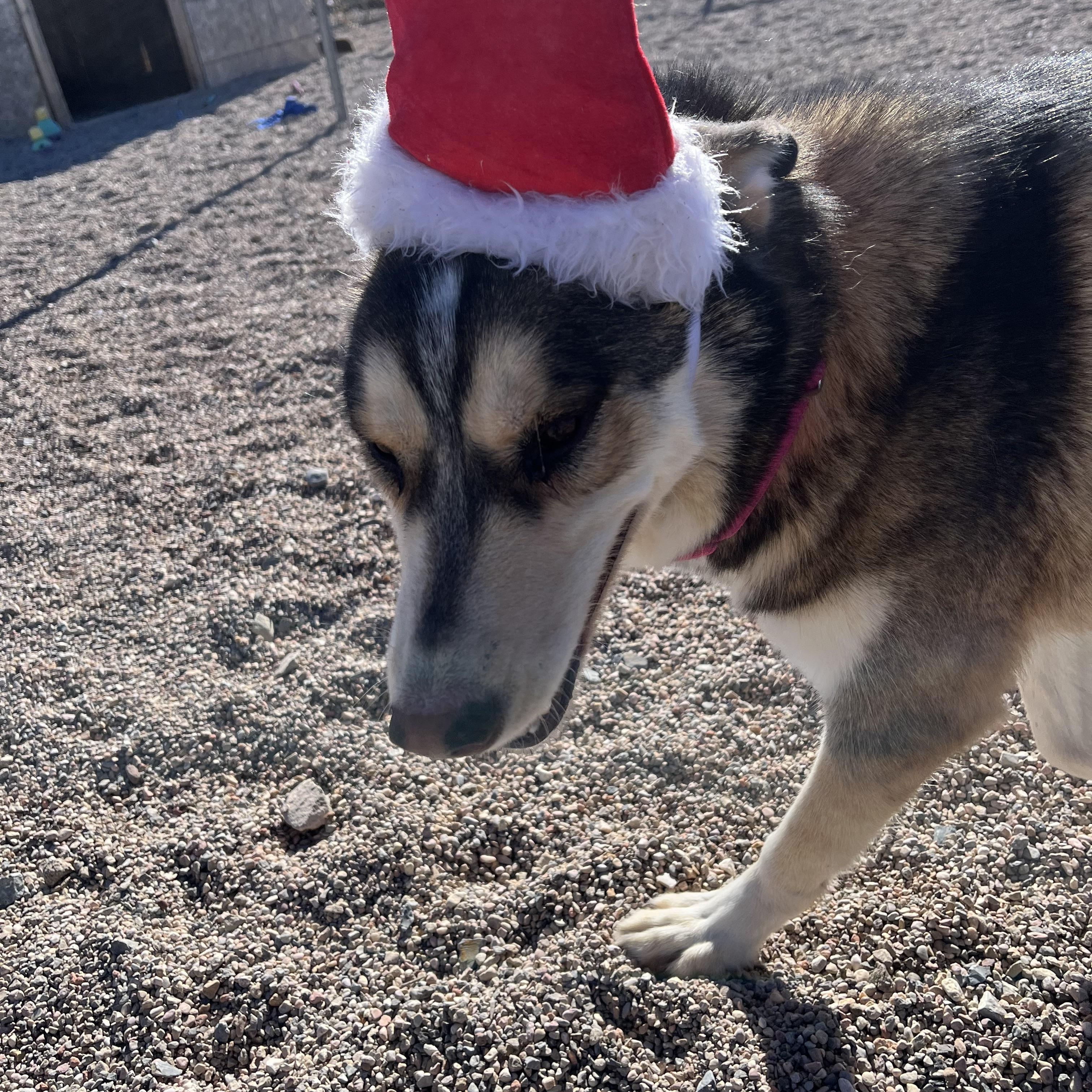 Enlarge Lady, a Adoptable Husky in Cedar City, UT image 3/4