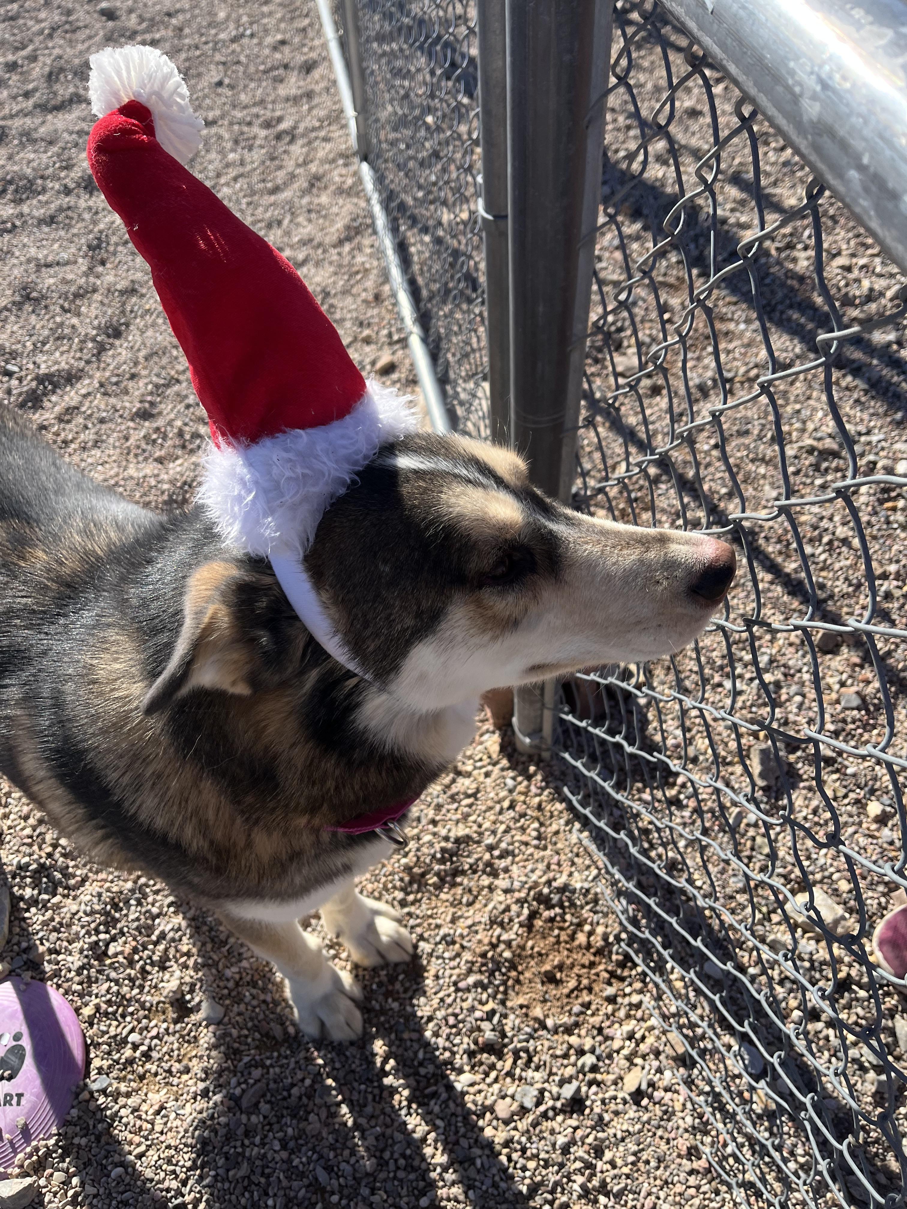 Enlarge Lady, a Adoptable Husky in Cedar City, UT image 4/4