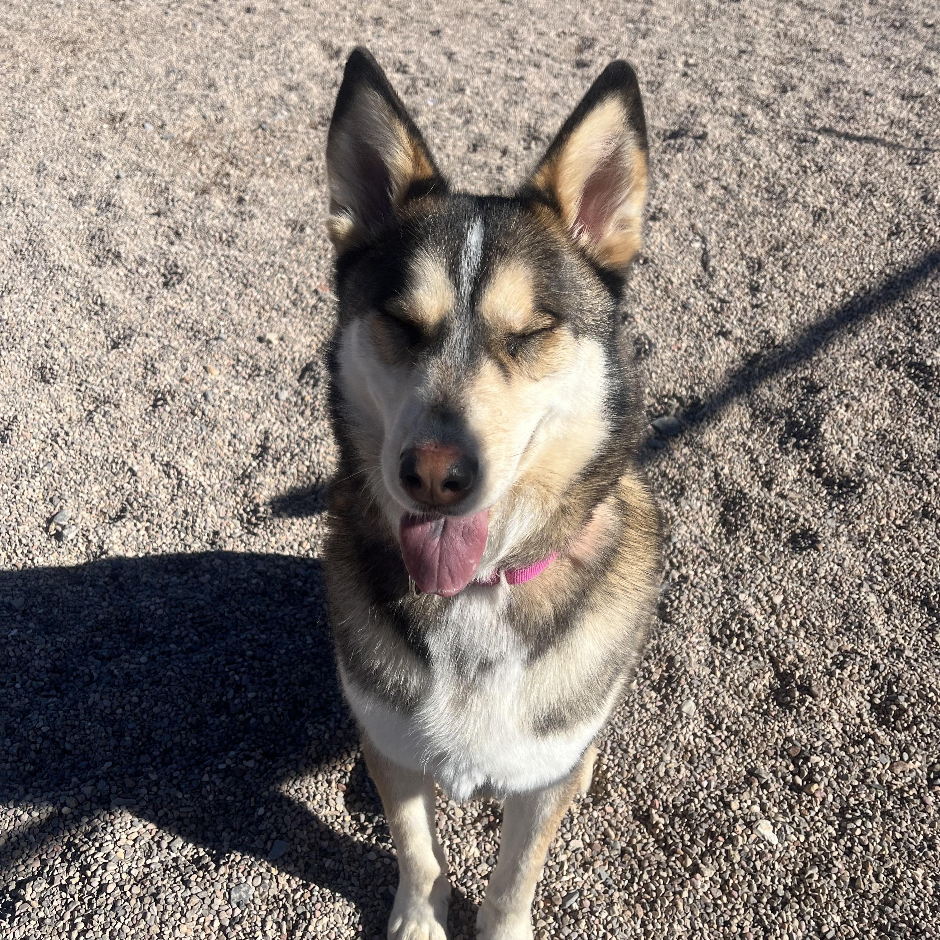 Enlarge Lady, a Adoptable Husky in Cedar City, UT image 1/4