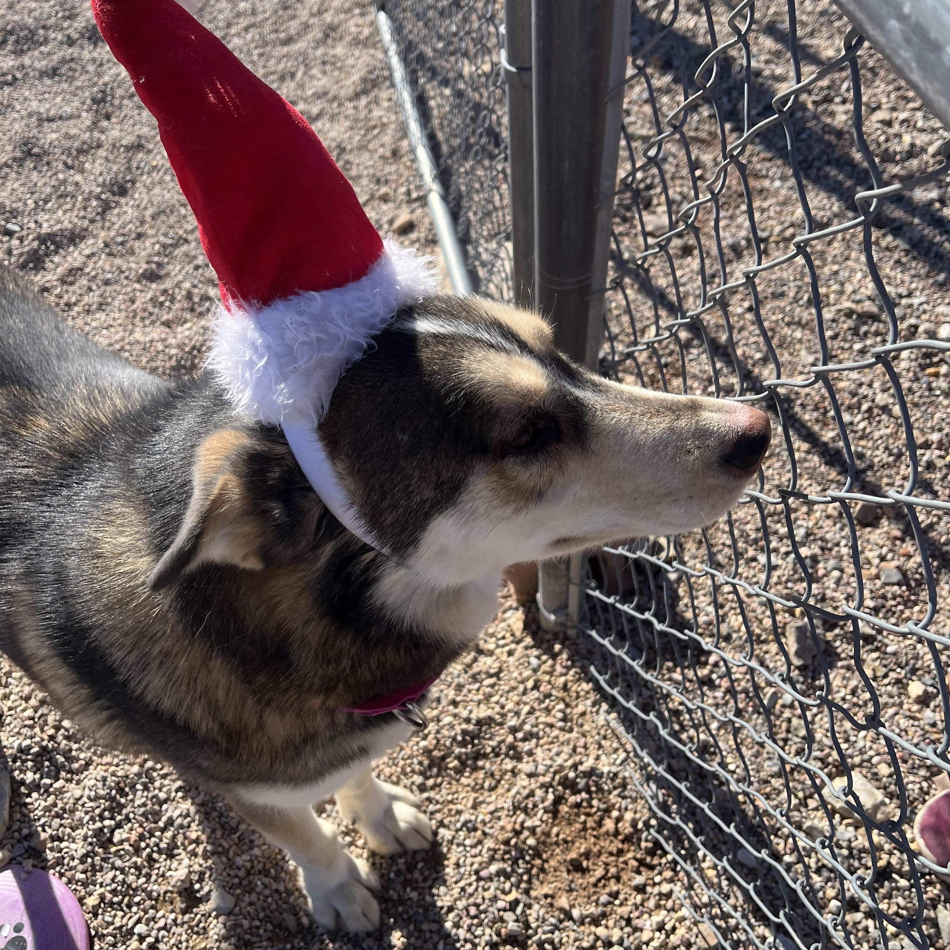 Lady, Adoptable, Adult Female Husky.