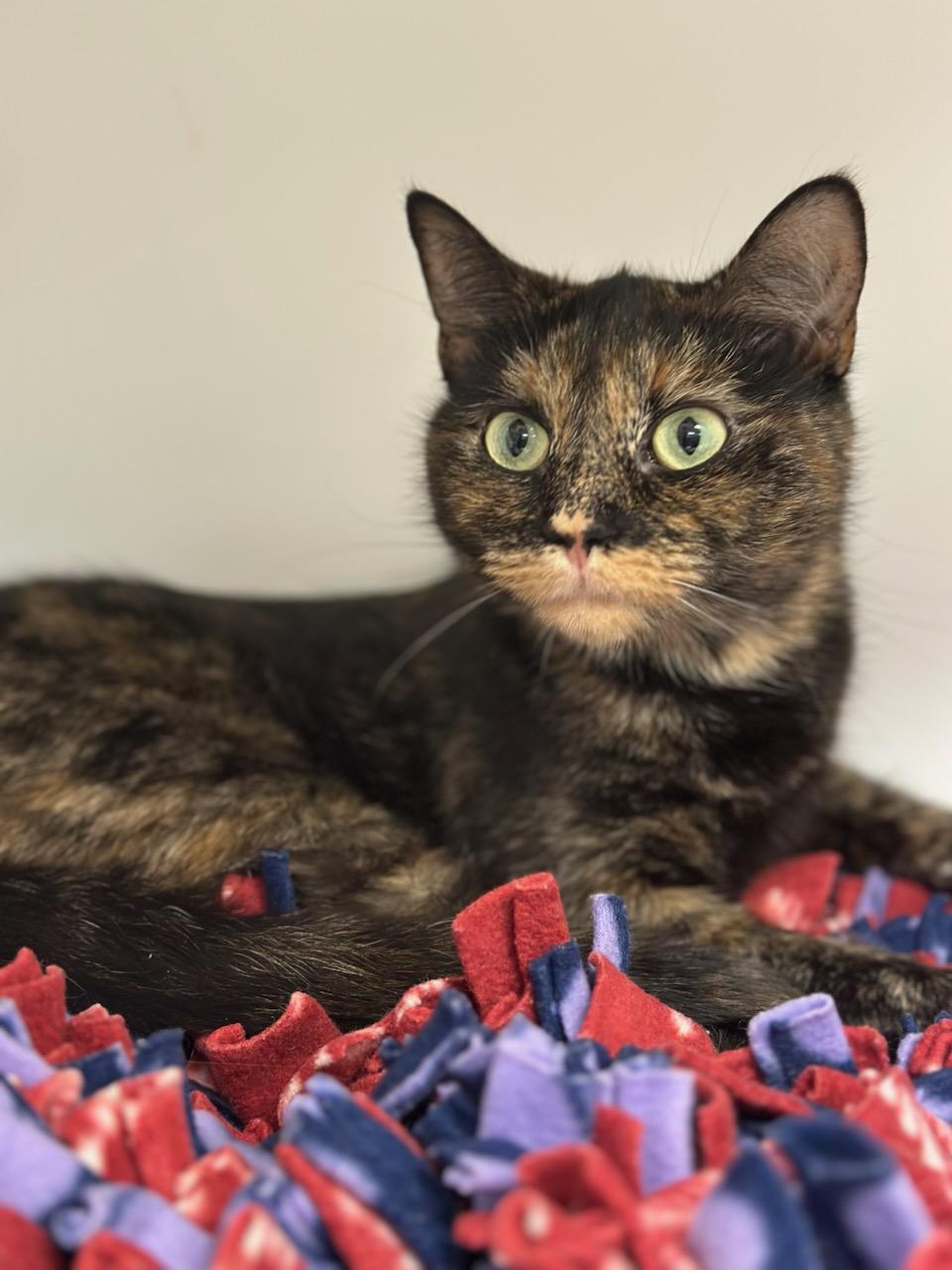 Enlarge Layla (ID 49690/4311), a Adoptable Domestic Short Hair in Manassas, VA image 1/2