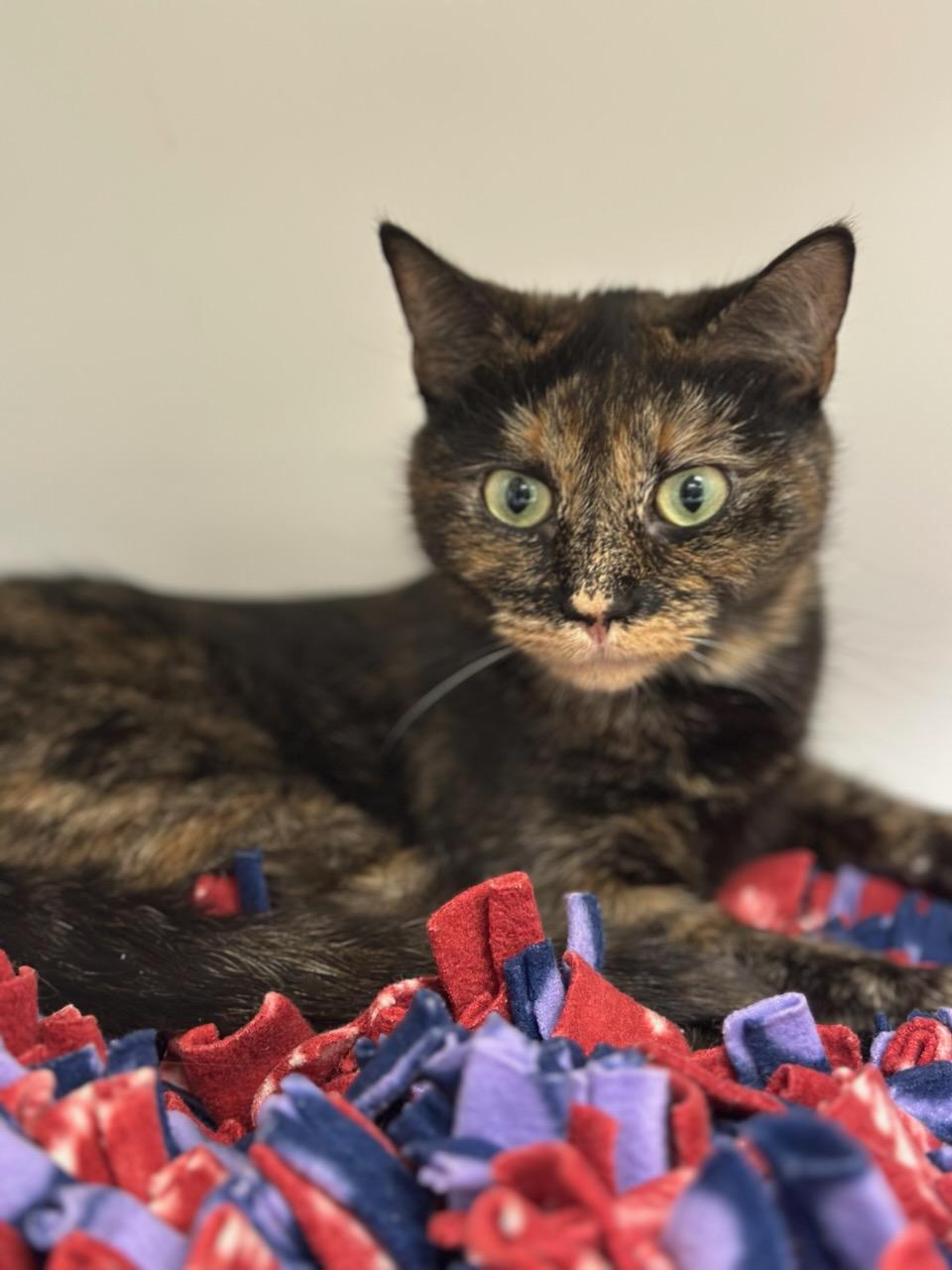 Enlarge Layla (ID 49690/4311), a Adoptable Domestic Short Hair in Manassas, VA image 2/2