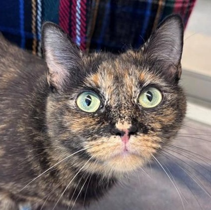 Enlarge Layla (ID 49690/4311), an adopted Domestic Short Hair in Manassas, VA image 1/3