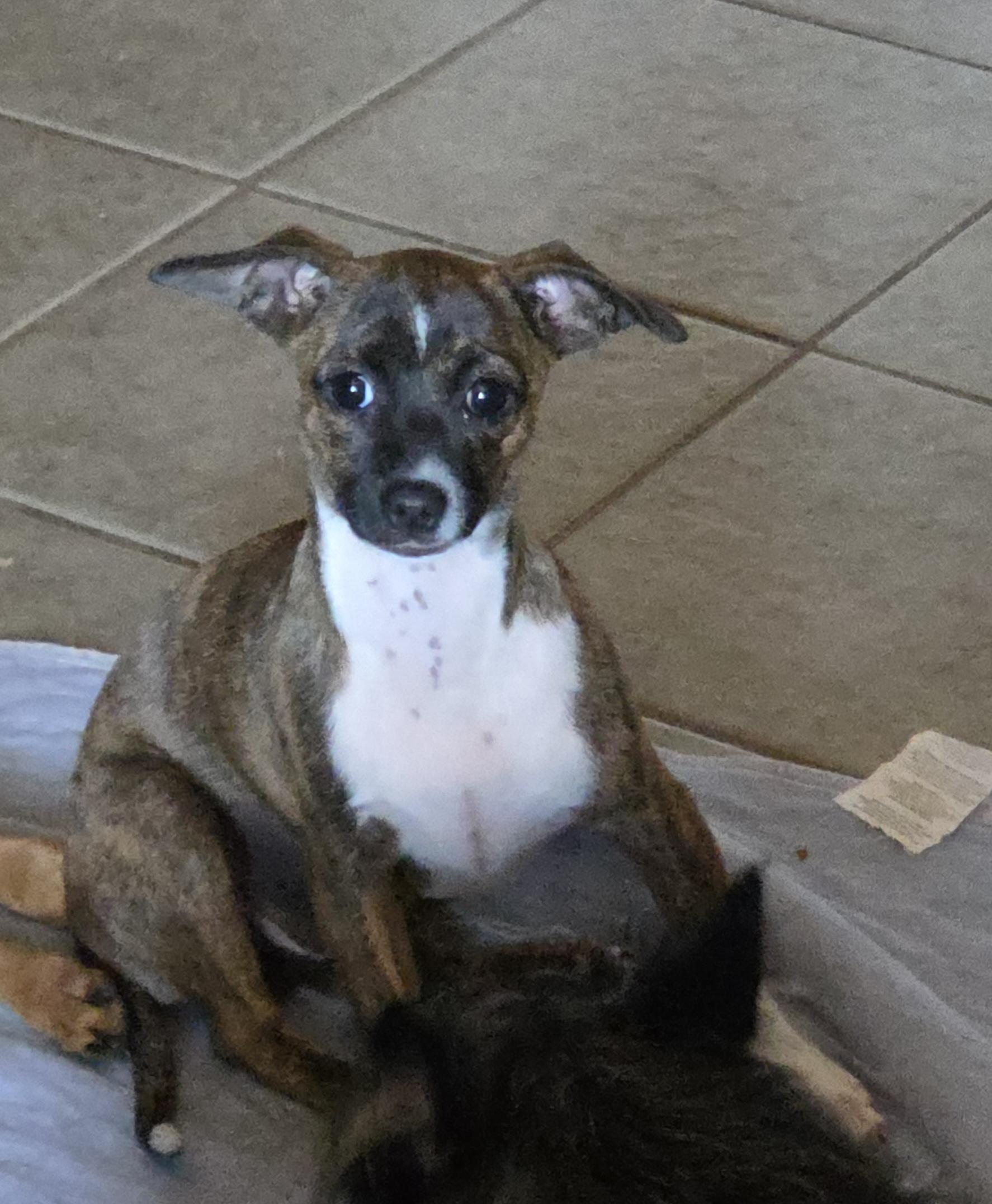 Tootsie, a Adoptable mixed breed in Deer Park, TX image 1/4