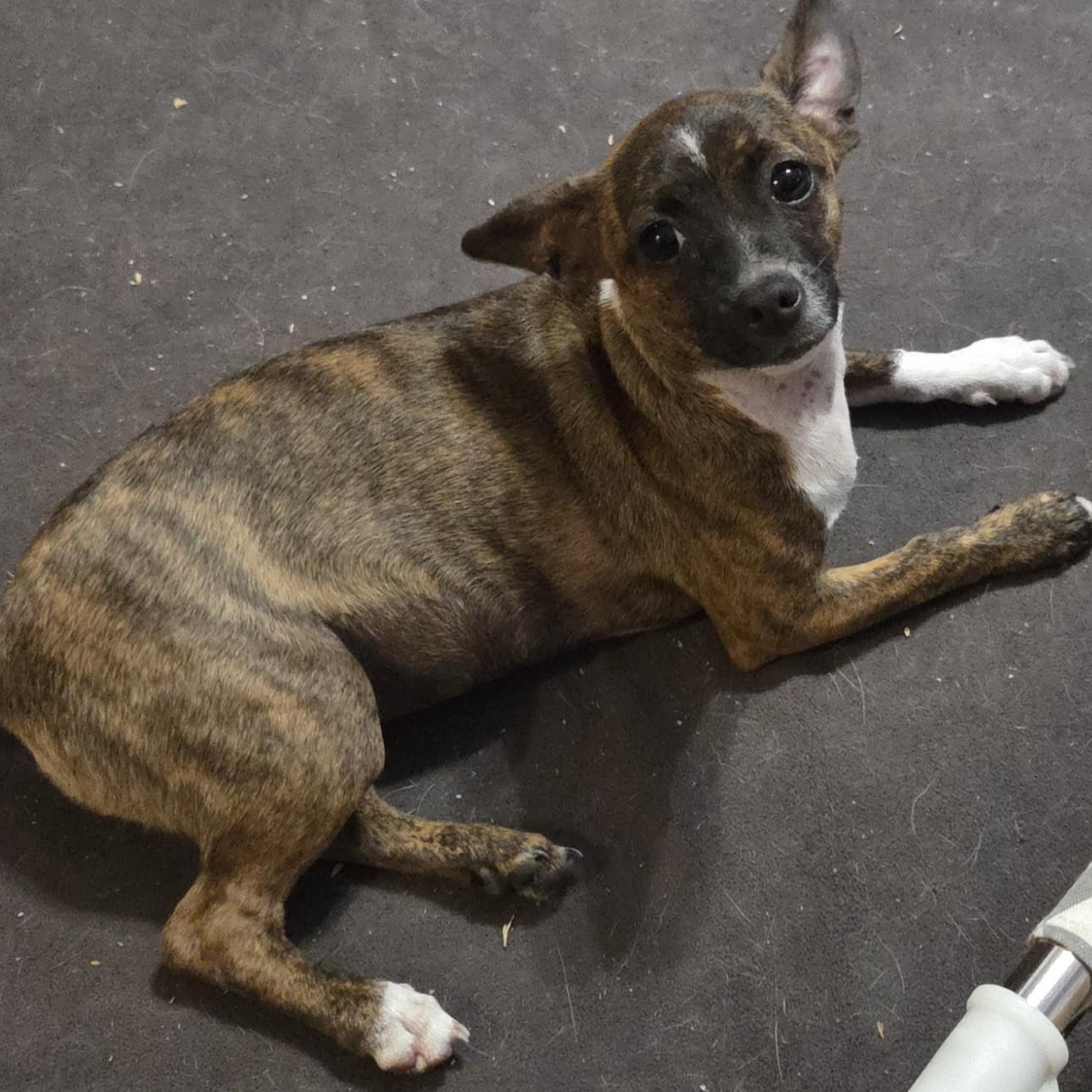 Tootsie, a Adoptable mixed breed in Deer Park, TX image 2/4