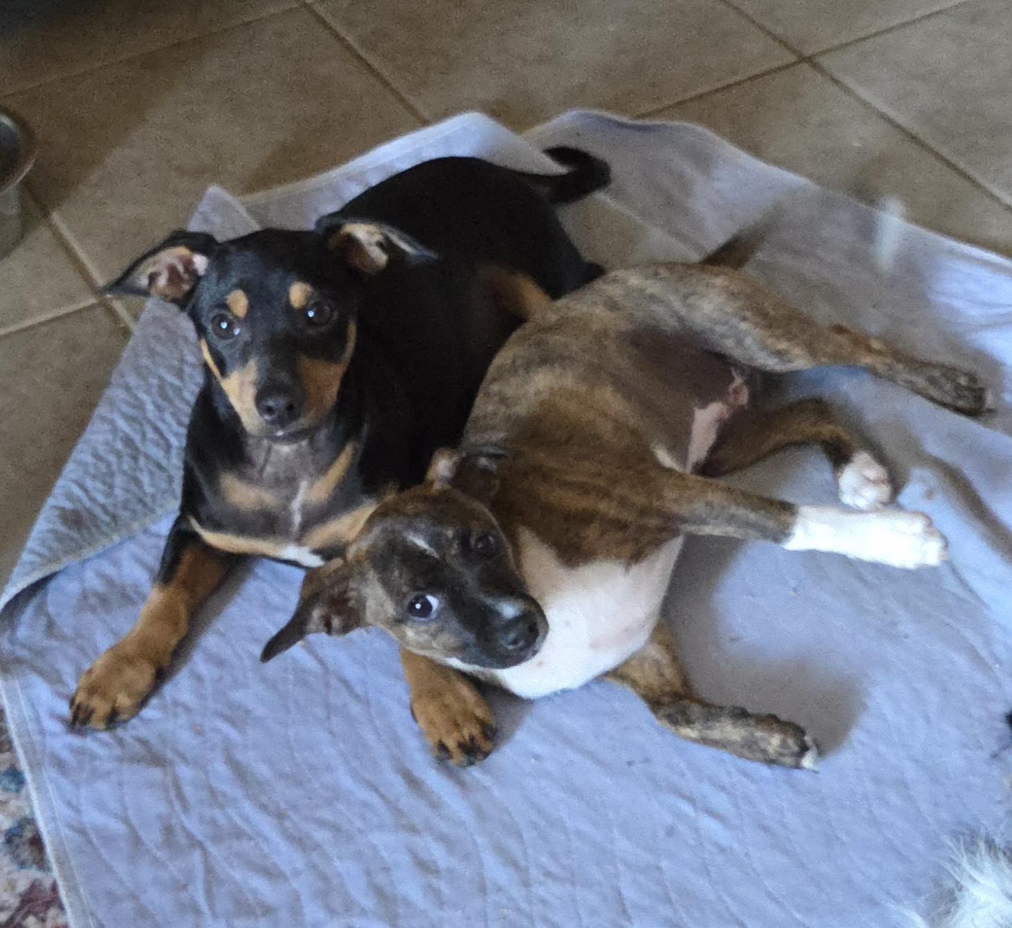 Tootsie, a Adoptable mixed breed in Deer Park, TX image 3/4