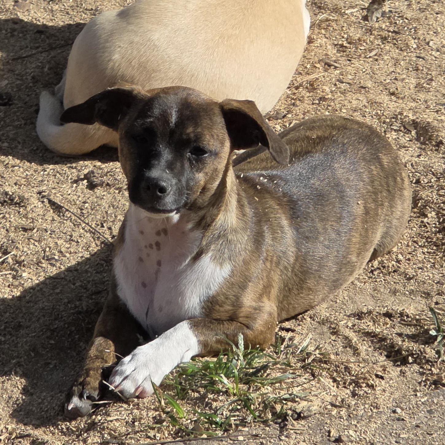 Tootsie, a Adoptable mixed breed in Deer Park, TX image 4/4
