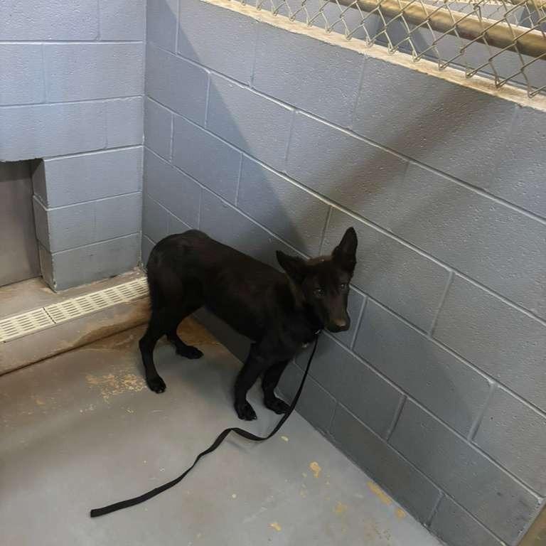 Sid, Adoptable, Young Male Mixed Breed.