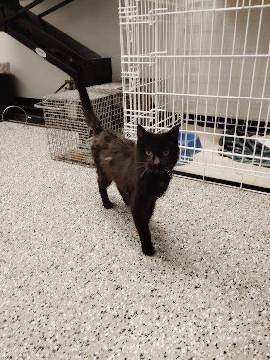 Bagheera, Adoptable, Senior Female Domestic Short Hair.