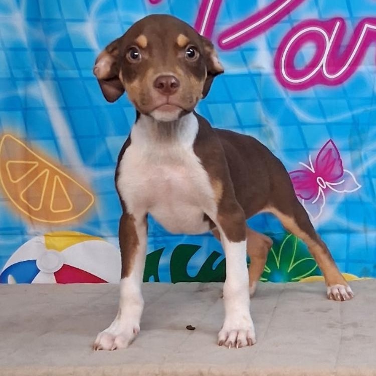 Enlarge Whiskey, a ADOPTABLE mixed breed in Medfield, MA image 1/3