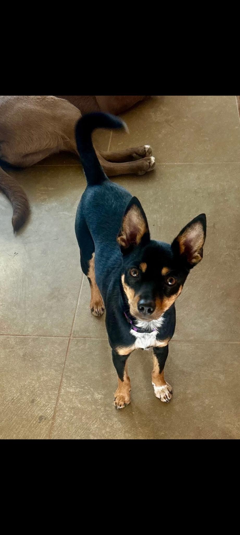 Holly, ADOPTABLE, Young Female Chihuahua.