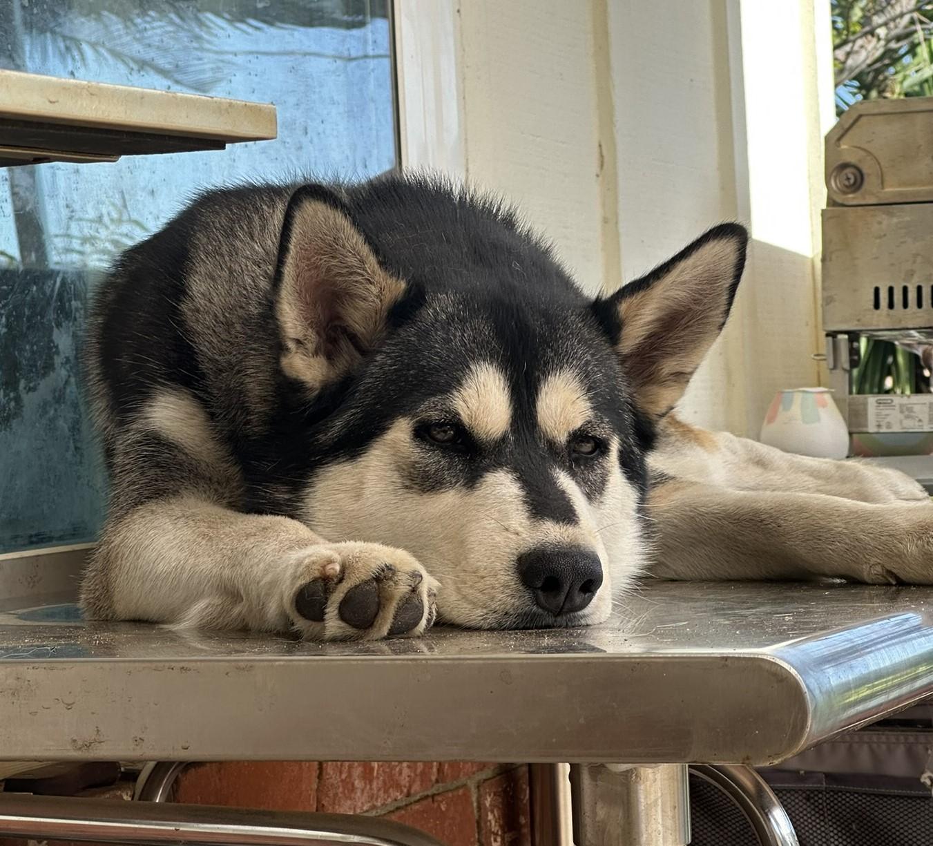 Mary Jane, a ADOPTABLE Siberian Husky in Menifee, CA image 1/6