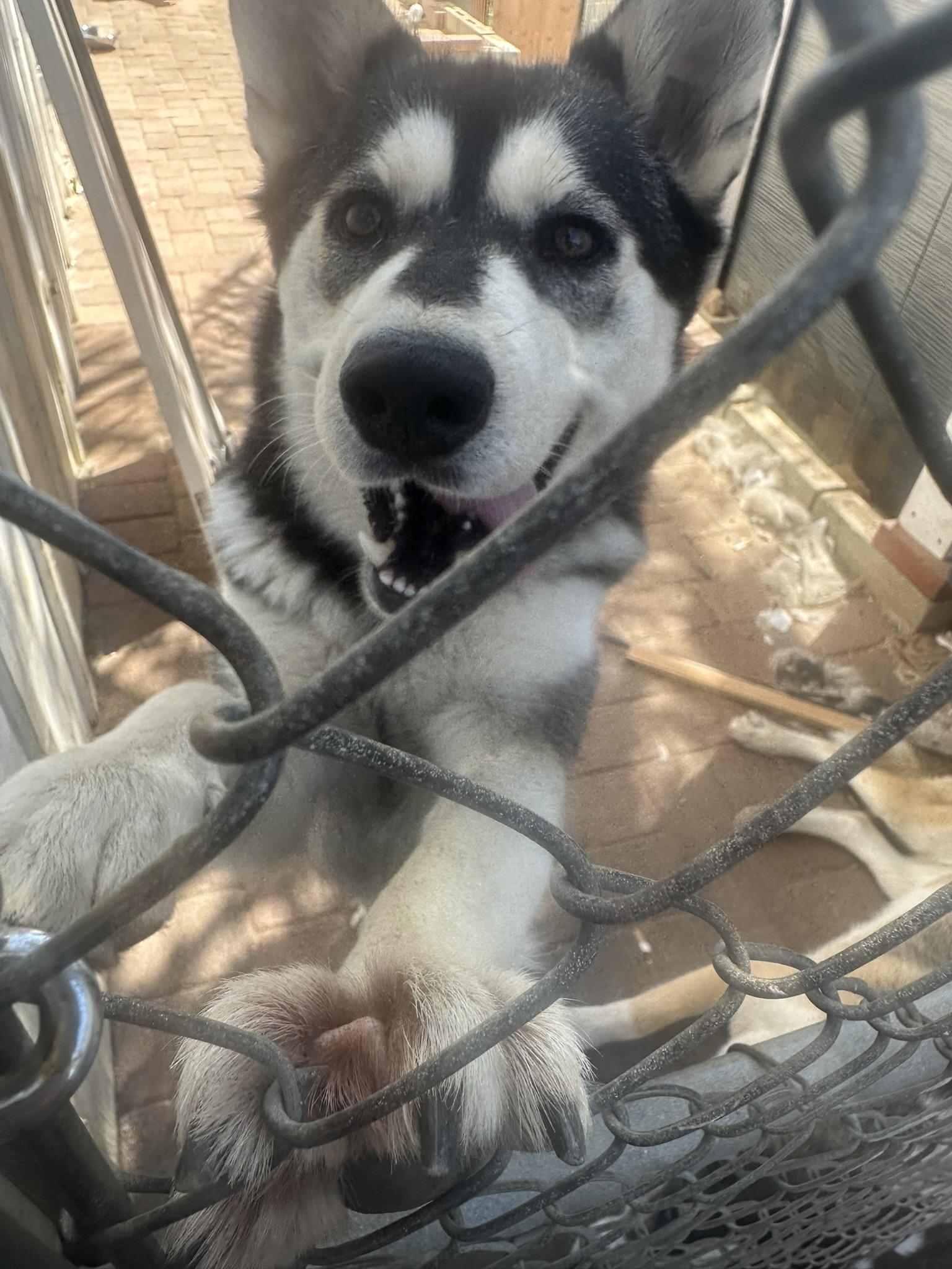 Mary Jane, a ADOPTABLE Siberian Husky in Menifee, CA image 3/6