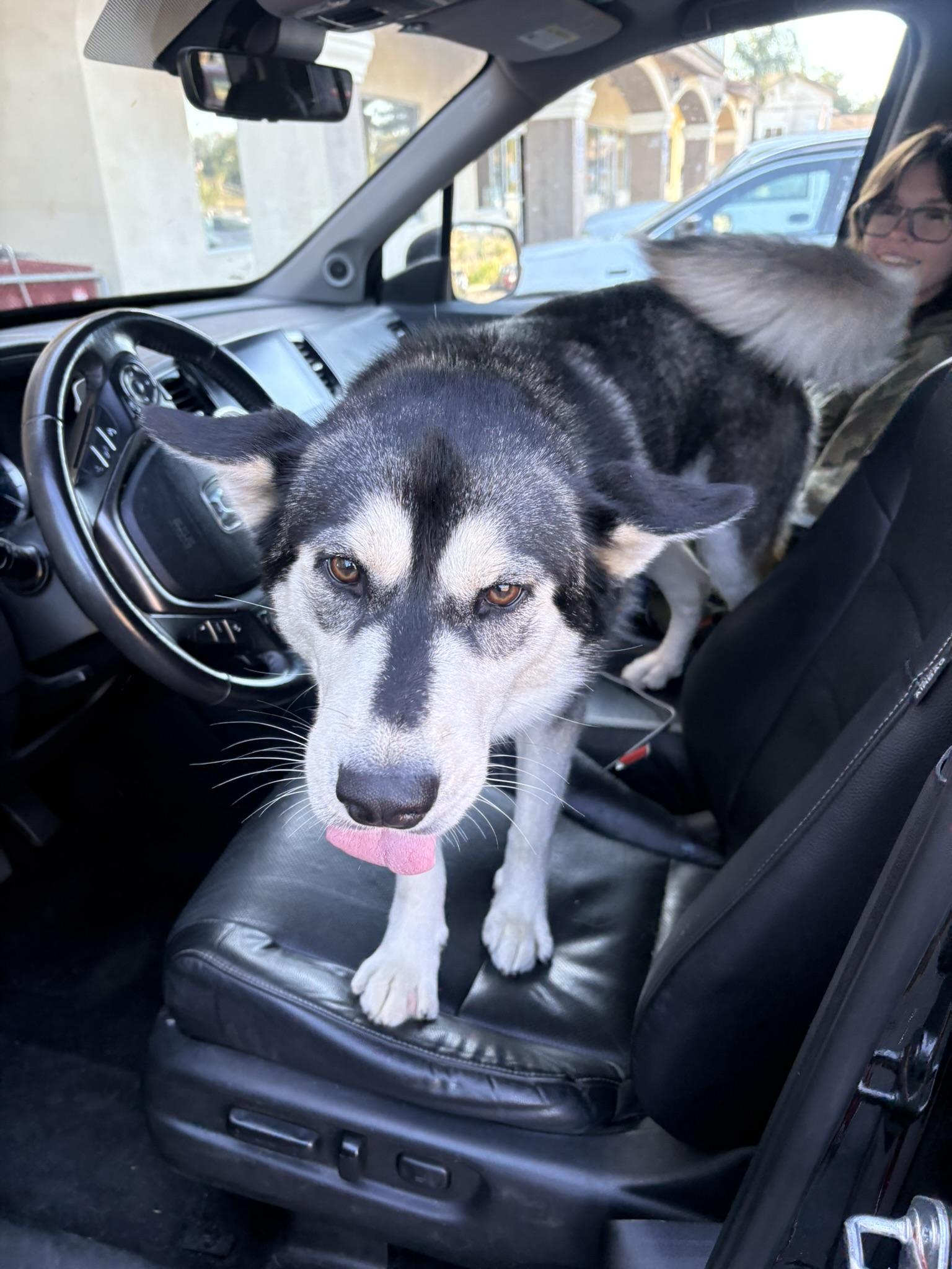 Mary Jane, a ADOPTABLE Siberian Husky in Menifee, CA image 6/6