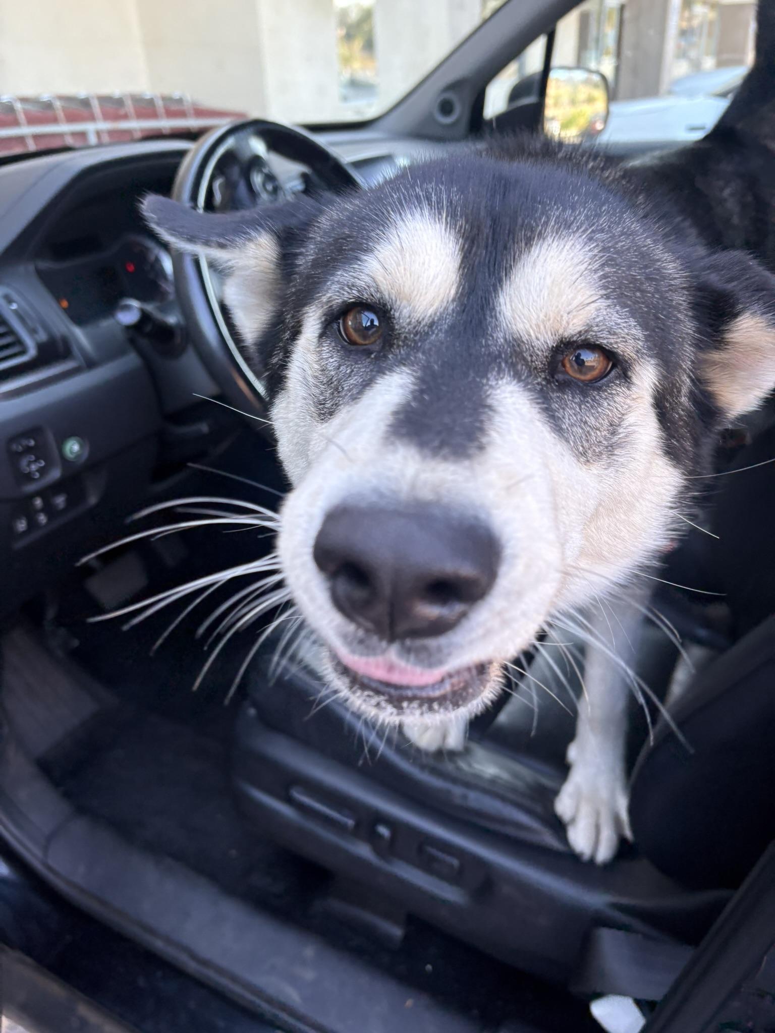 Mary Jane, a ADOPTABLE Siberian Husky in Menifee, CA image 5/6