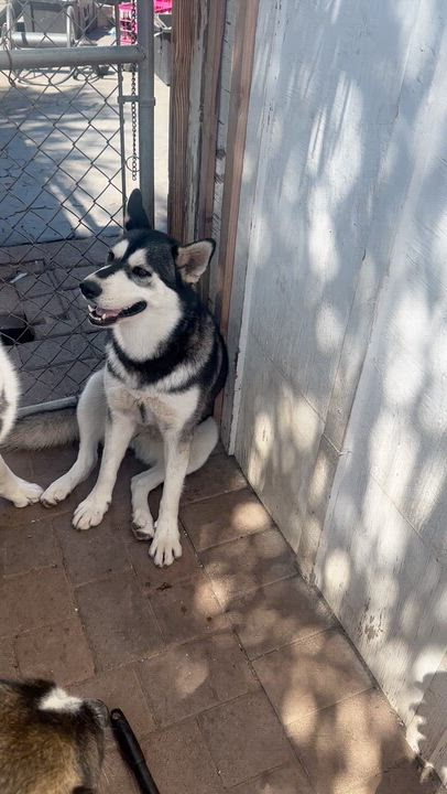 Enlarge Mary Jane, a ADOPTABLE Siberian Husky in Menifee, CA video 4/6