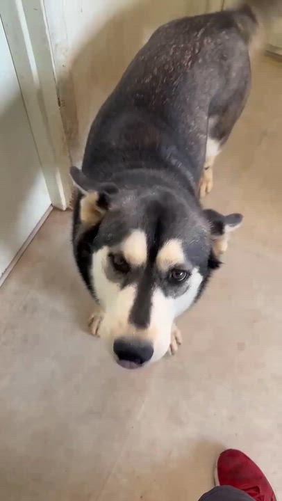 Enlarge Mary Jane, a ADOPTABLE Siberian Husky in Menifee, CA video 2/6