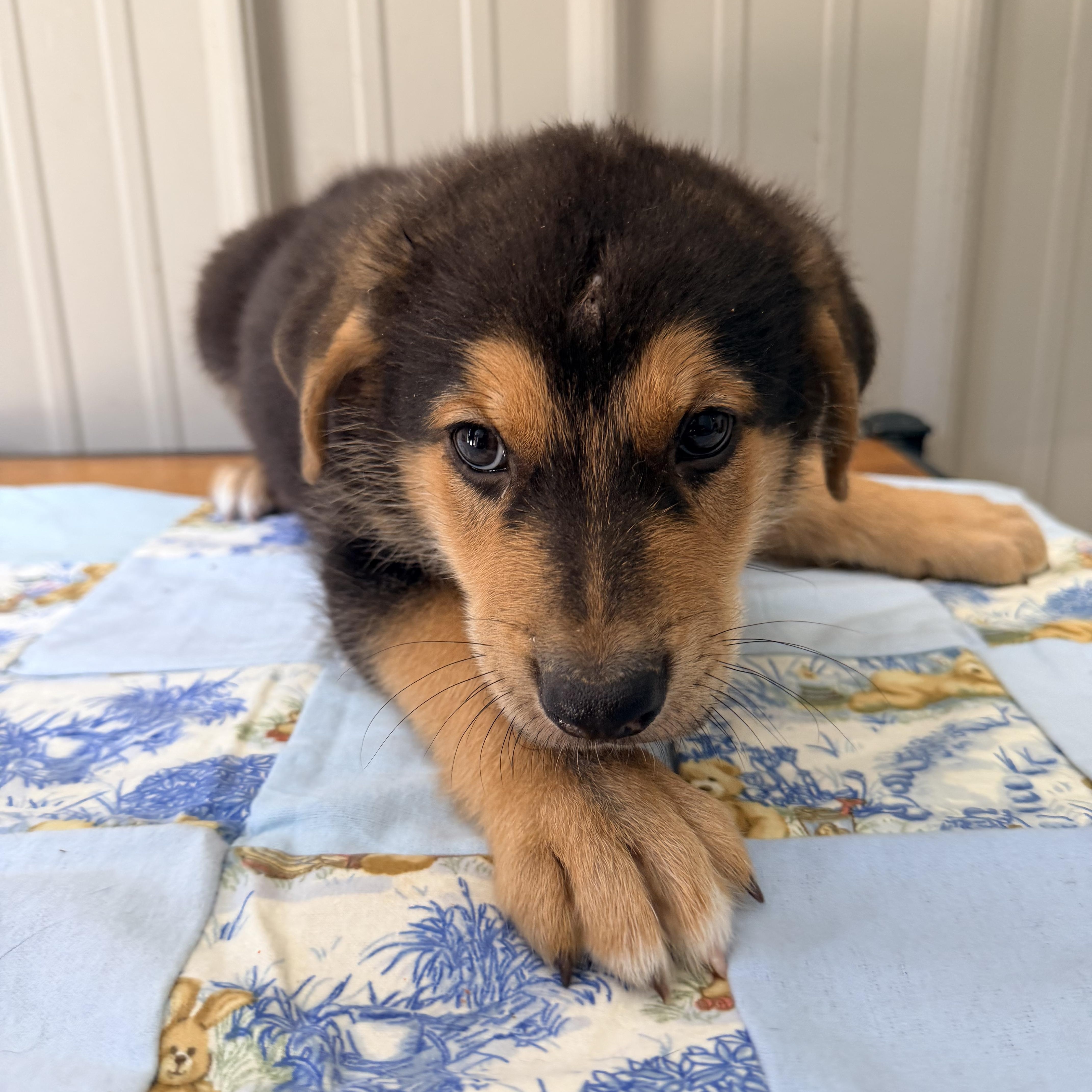 Grant, adopted, Puppy Male German Shepherd Dog.