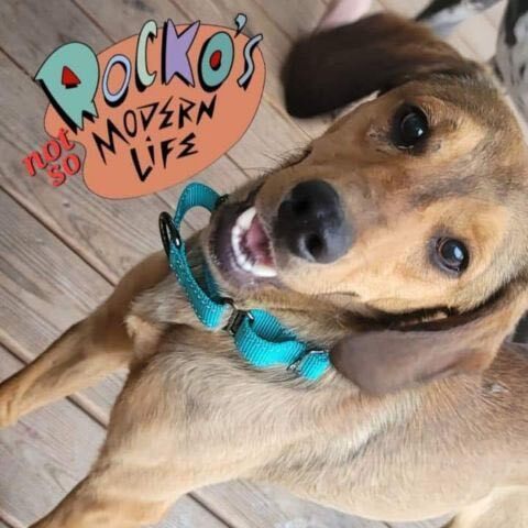 Rocko