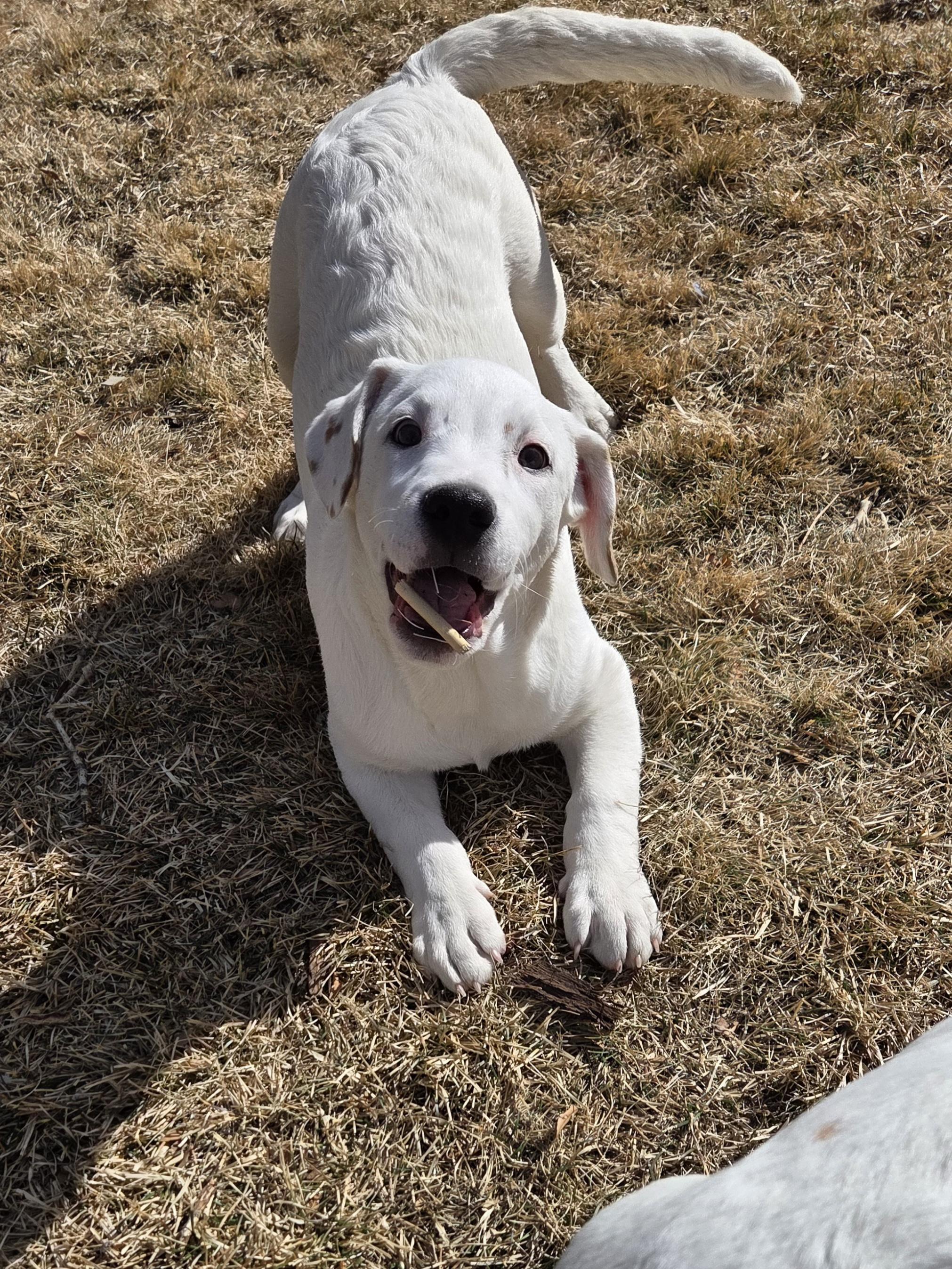 Nessa, ADOPTABLE, Young Female Labrador Retriever.