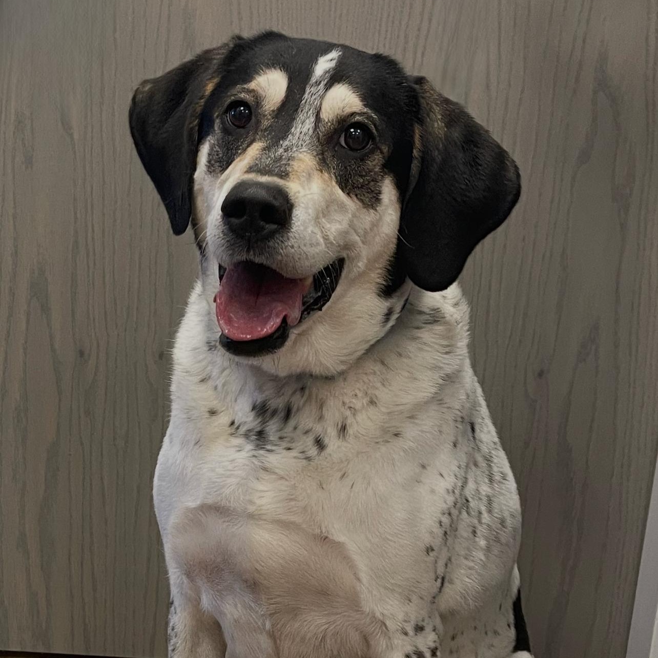 Enlarge Busta, a ADOPTABLE mixed breed in Syosset, NY image 1/1