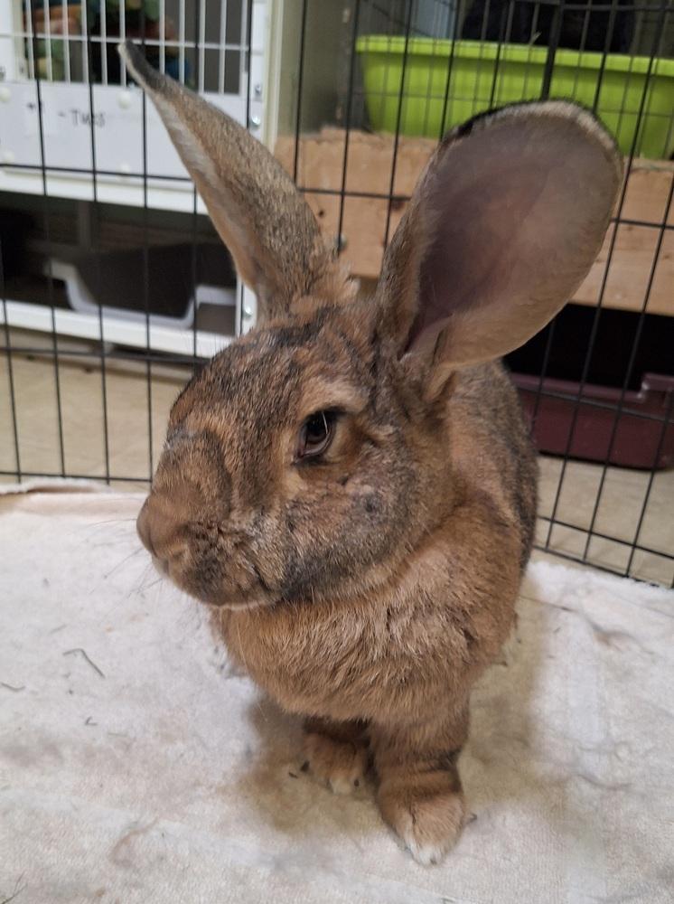 Luke, Adoptable, Adult Male Flemish Giant.