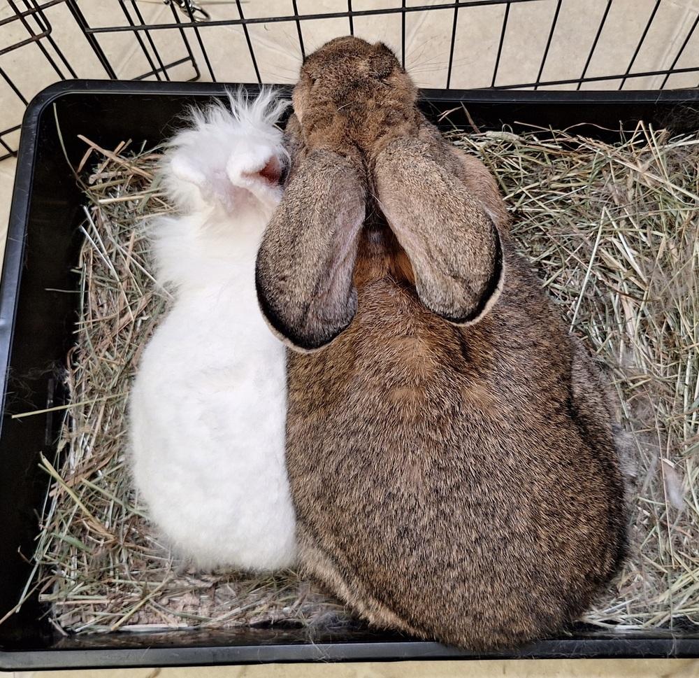 Luke, Adoptable, Adult Male Flemish Giant.