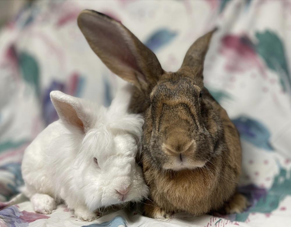 Luke, Adoptable, Adult Male Flemish Giant.
