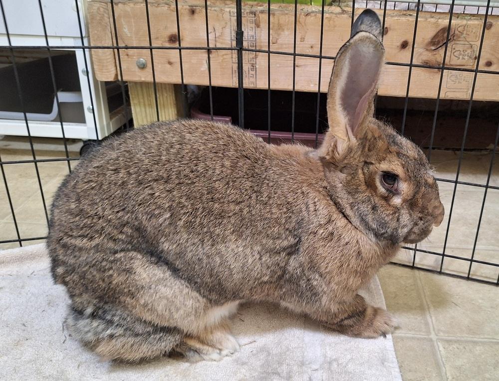 Enlarge Luke, a Adoptable Flemish Giant in Westford, MA image 5/6