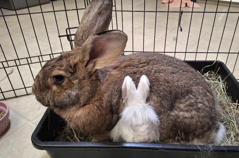 Enlarge Luke, a Adoptable Flemish Giant in Westford, MA image 6/6
