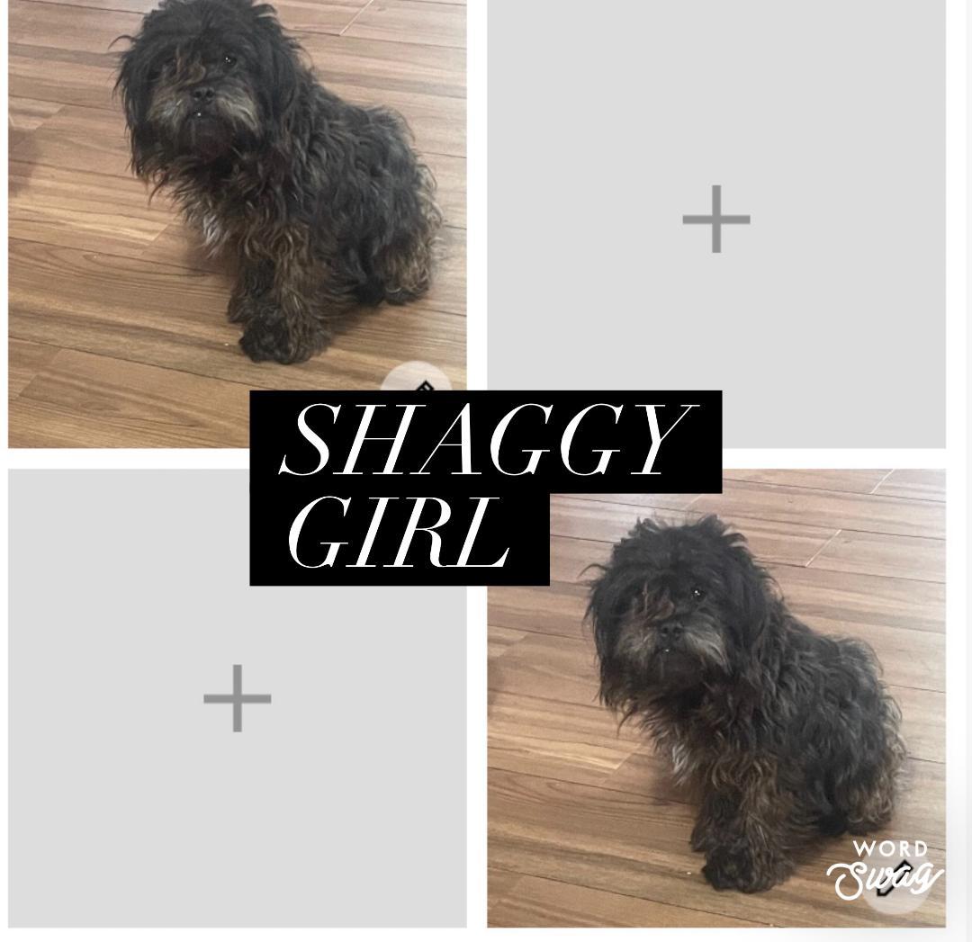 Shaggy girl , ADOPTABLE, Adult Female Shih Tzu & Chihuahua.