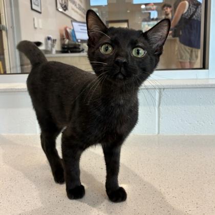 Jimmy Jr., Adoptable, Young Male Domestic Short Hair & Domestic Short Hair.